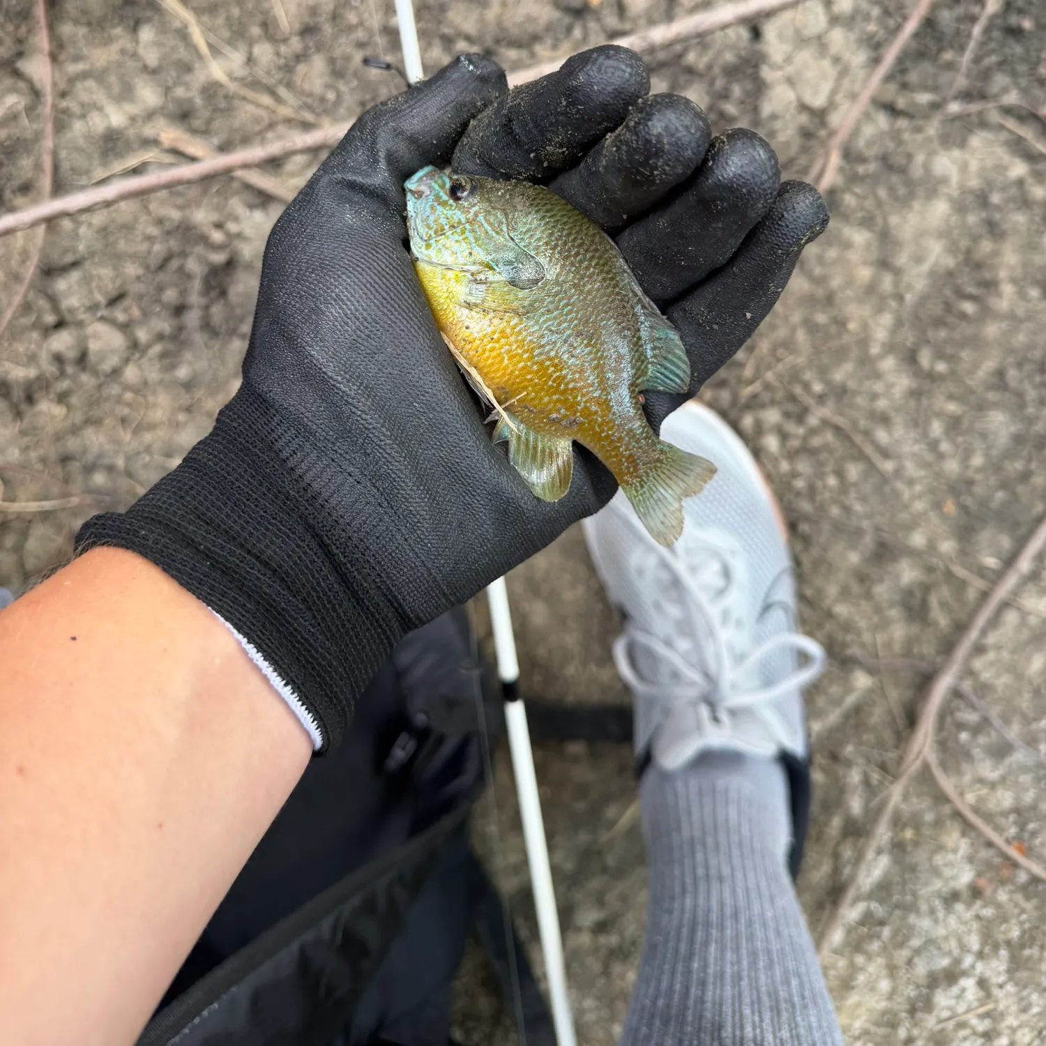 Bluegill caught on Fishbrain