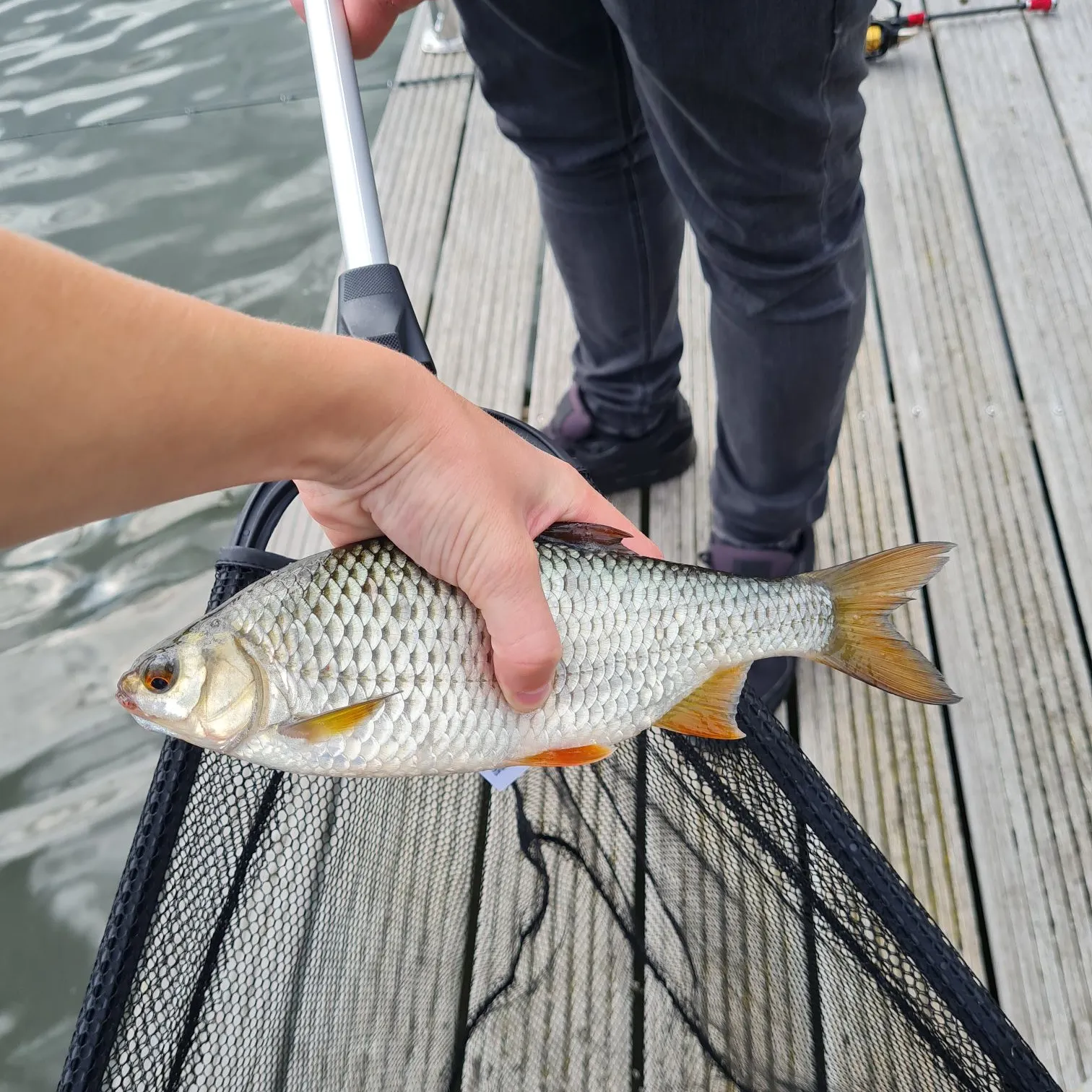 Common roach caught on Fishbrain