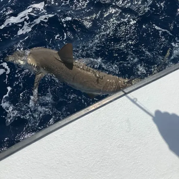 The most recent Dusky shark catches on Fishbrain