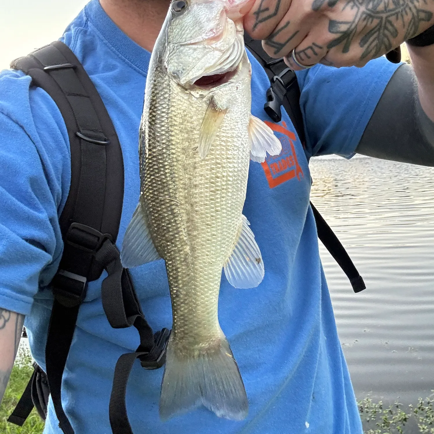 Largemouth bass caught on Fishbrain