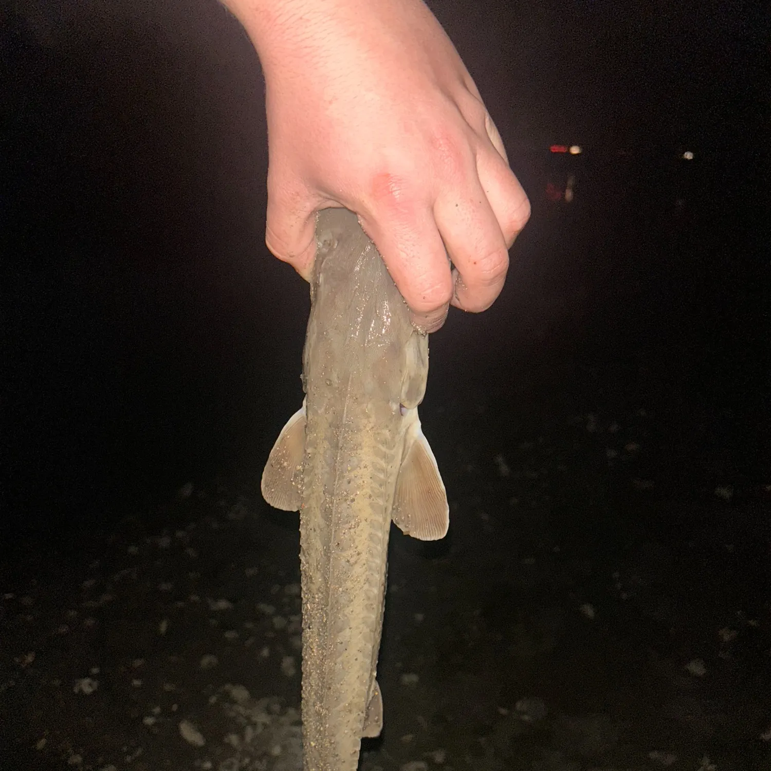 The most recent Shovelnose sturgeon catches on Fishbrain