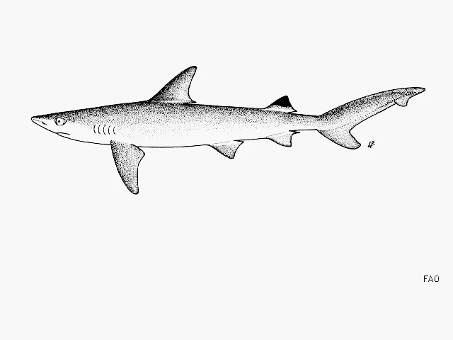 Blackspot shark