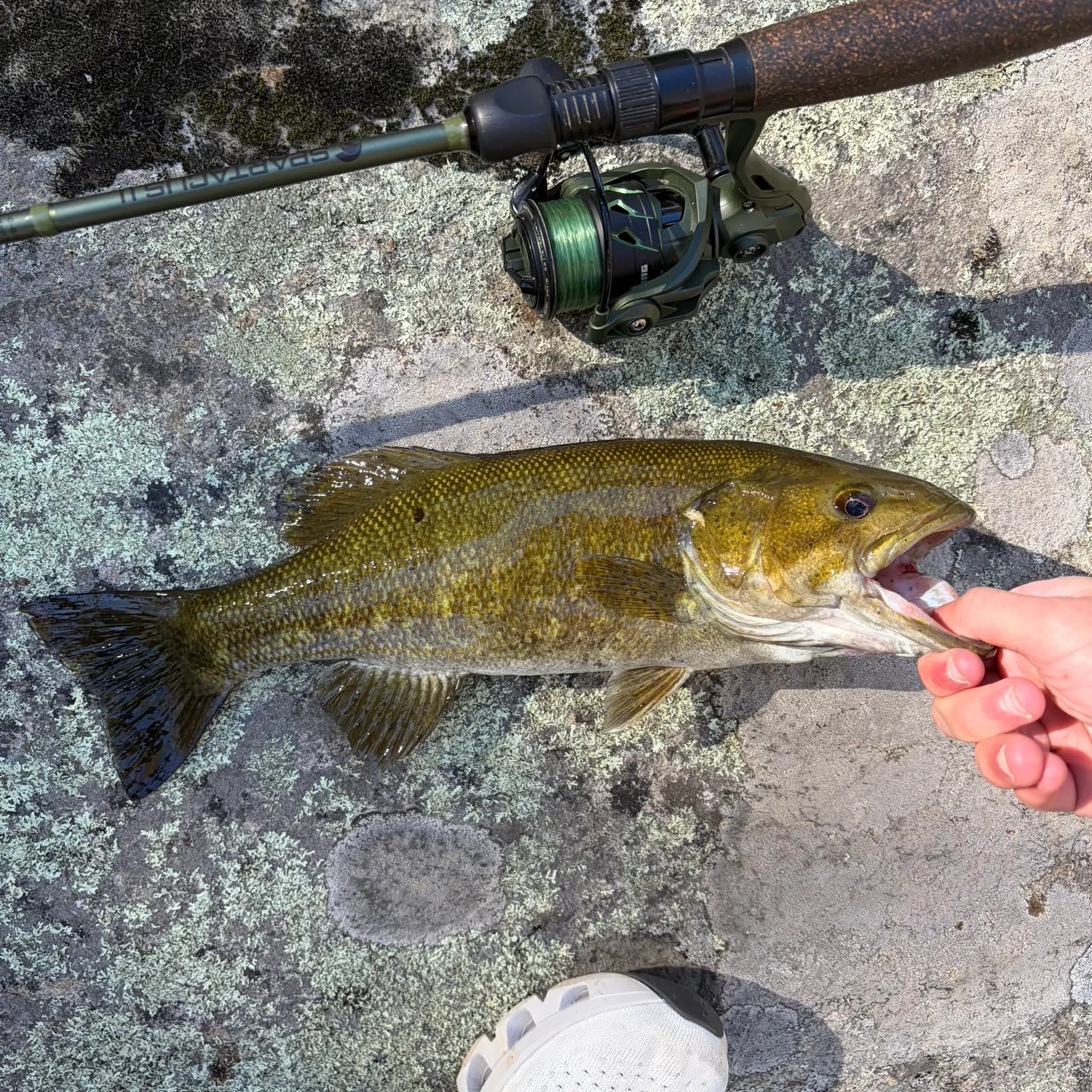 Smallmouth bass caught on Fishbrain
