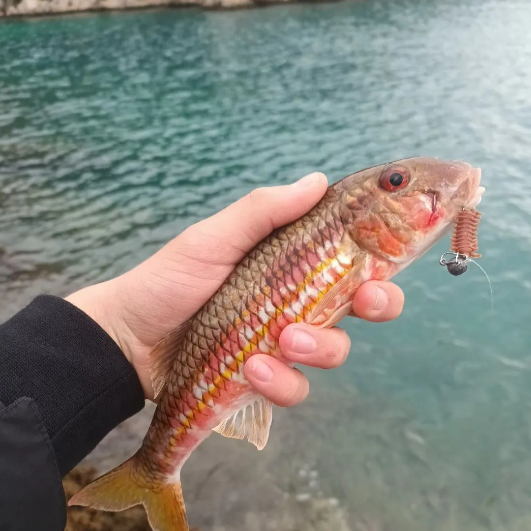 The most recent Striped red mullet catches on Fishbrain