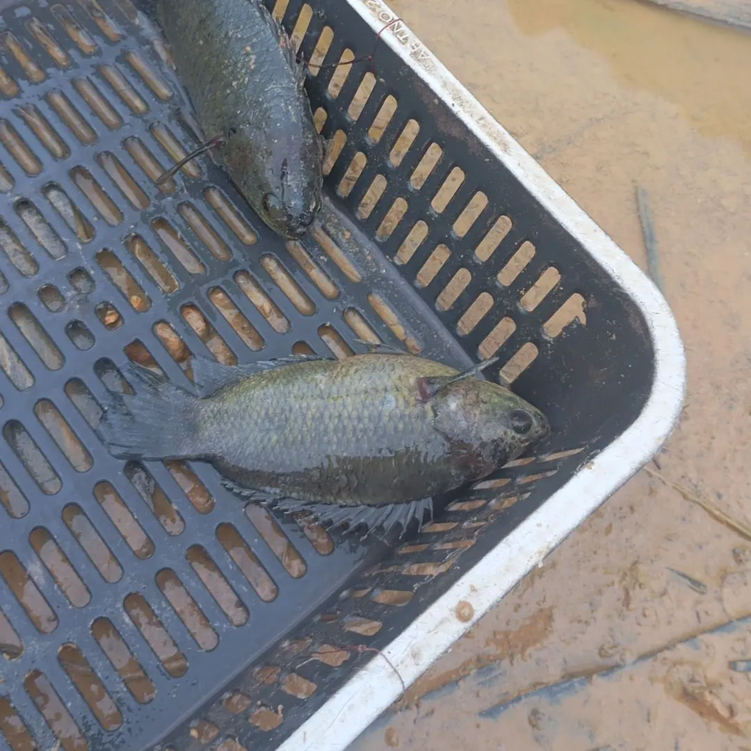 The most recent Climbing perch catches on Fishbrain