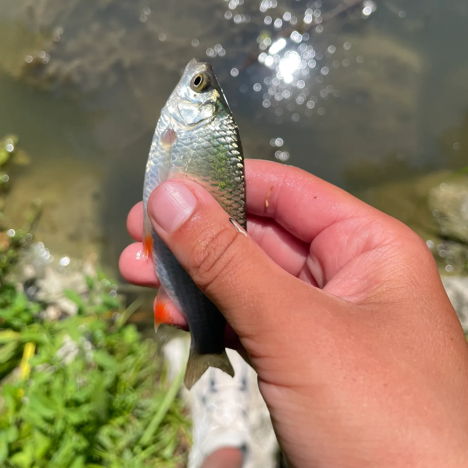 Common roach caught on Fishbrain