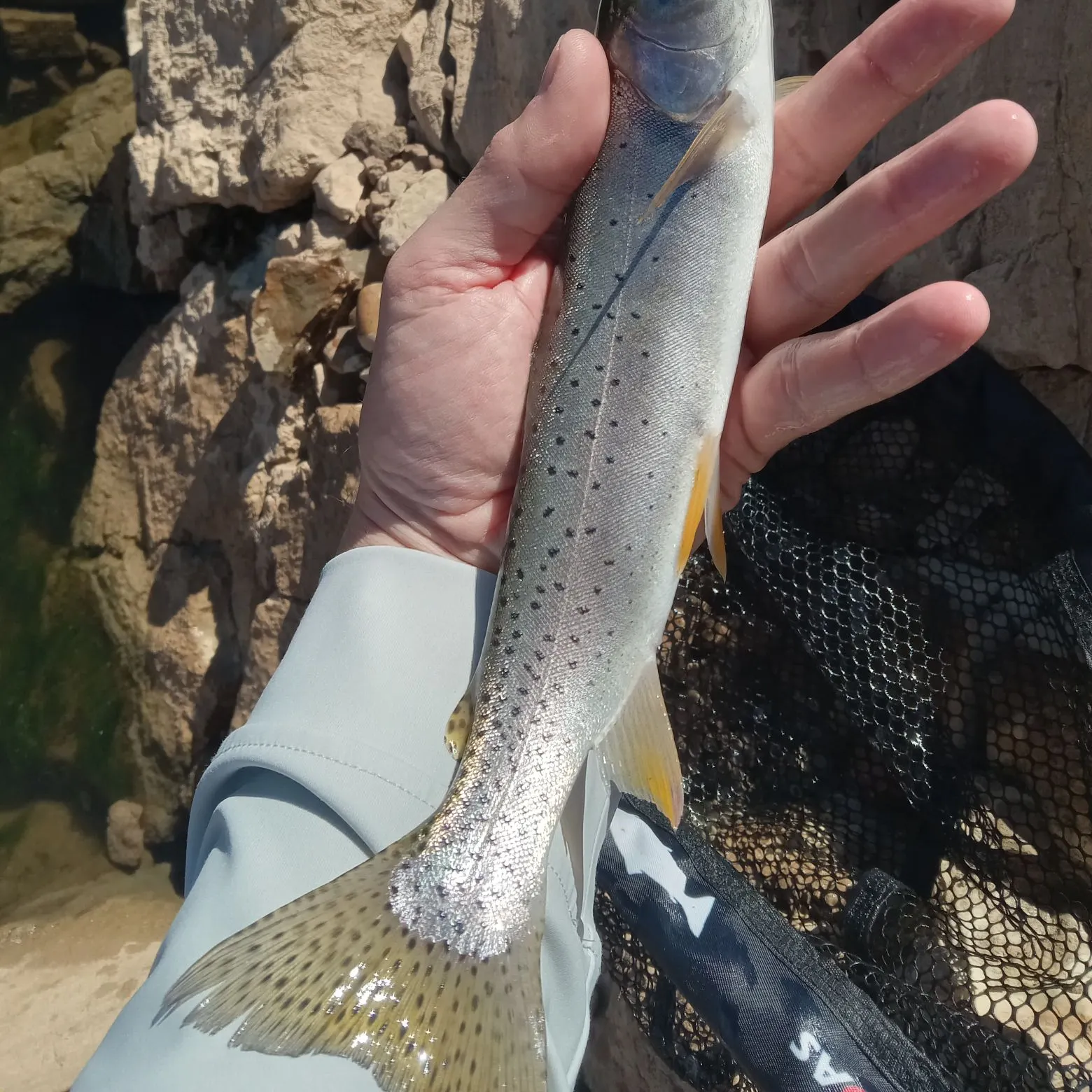 Cutthroat trout caught on Fishbrain
