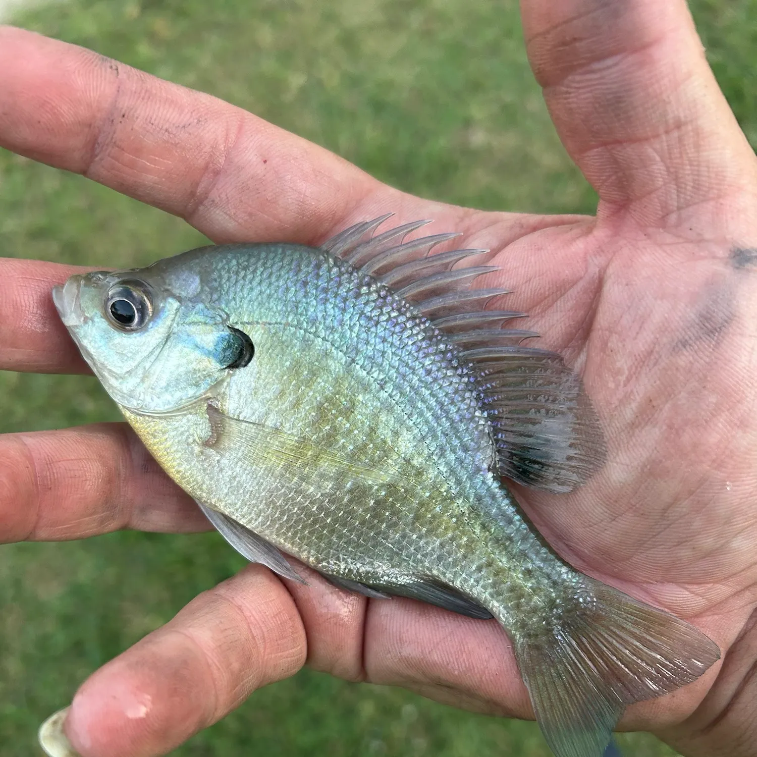 Bluegill caught on Fishbrain