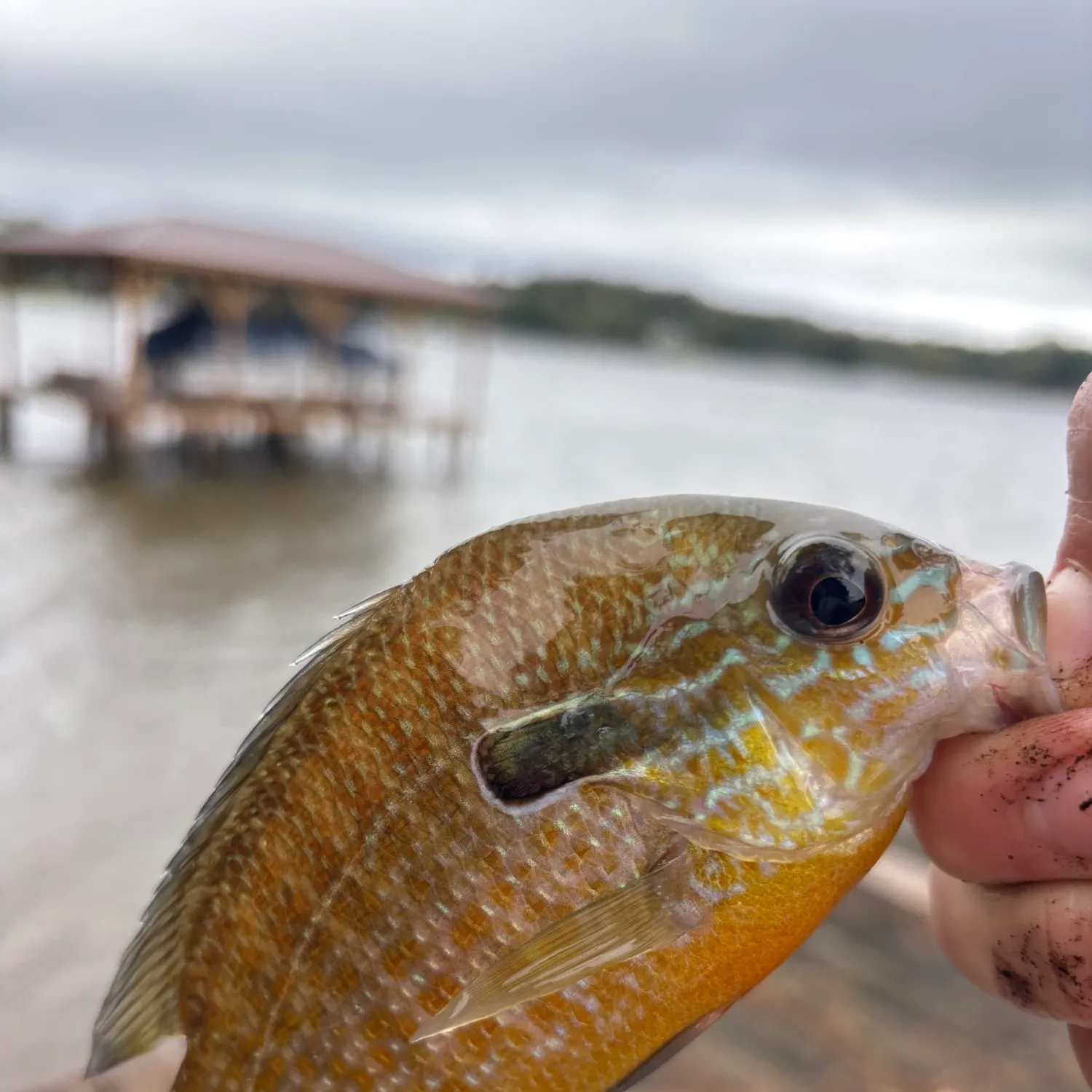 Longear sunfish caught on Fishbrain