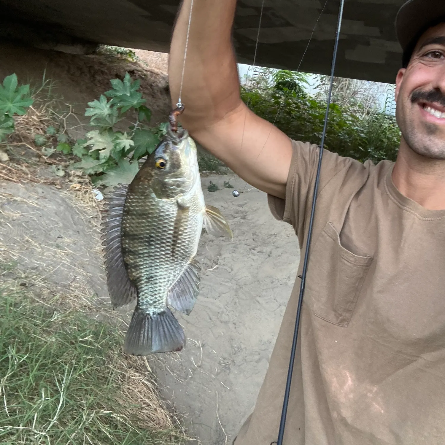 Redbelly tilapia caught on Fishbrain