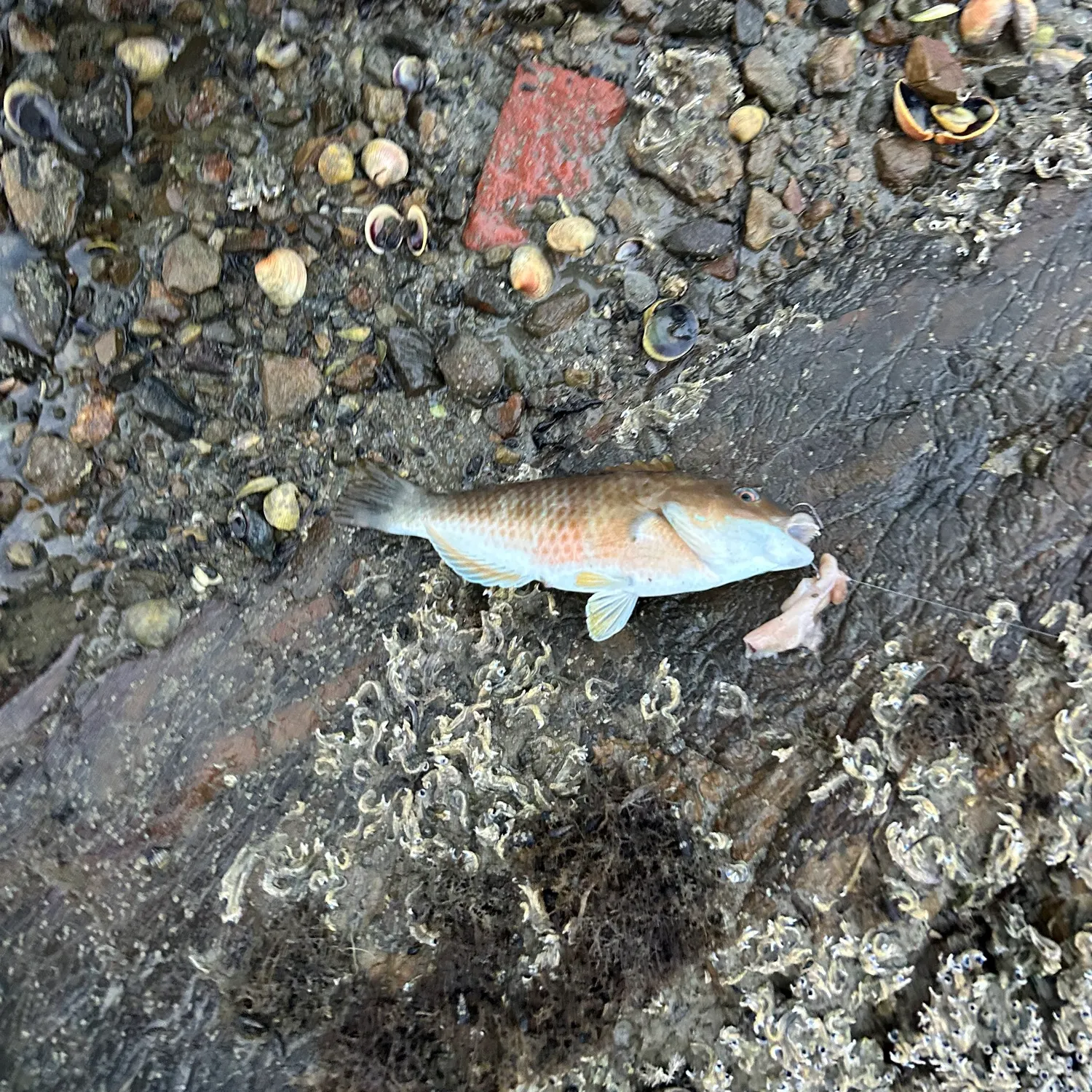 The most recent Spotty wrasse catches on Fishbrain