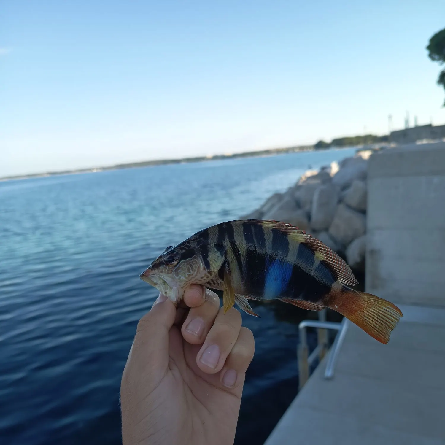 Painted comber caught on Fishbrain