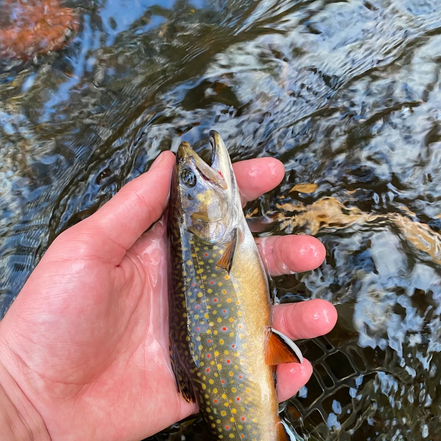Brook trout caught on Fishbrain