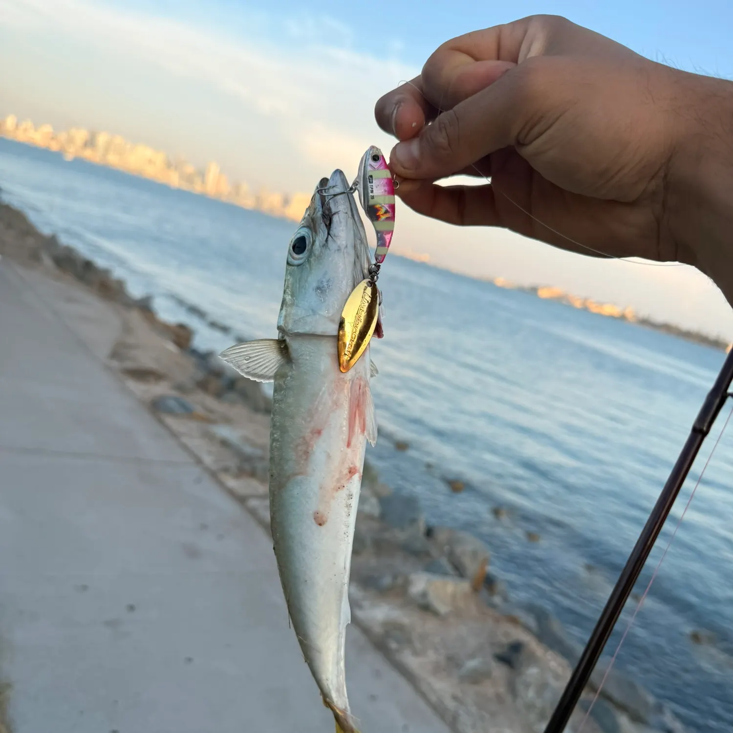The most recent Pacific chub mackerel catches on Fishbrain