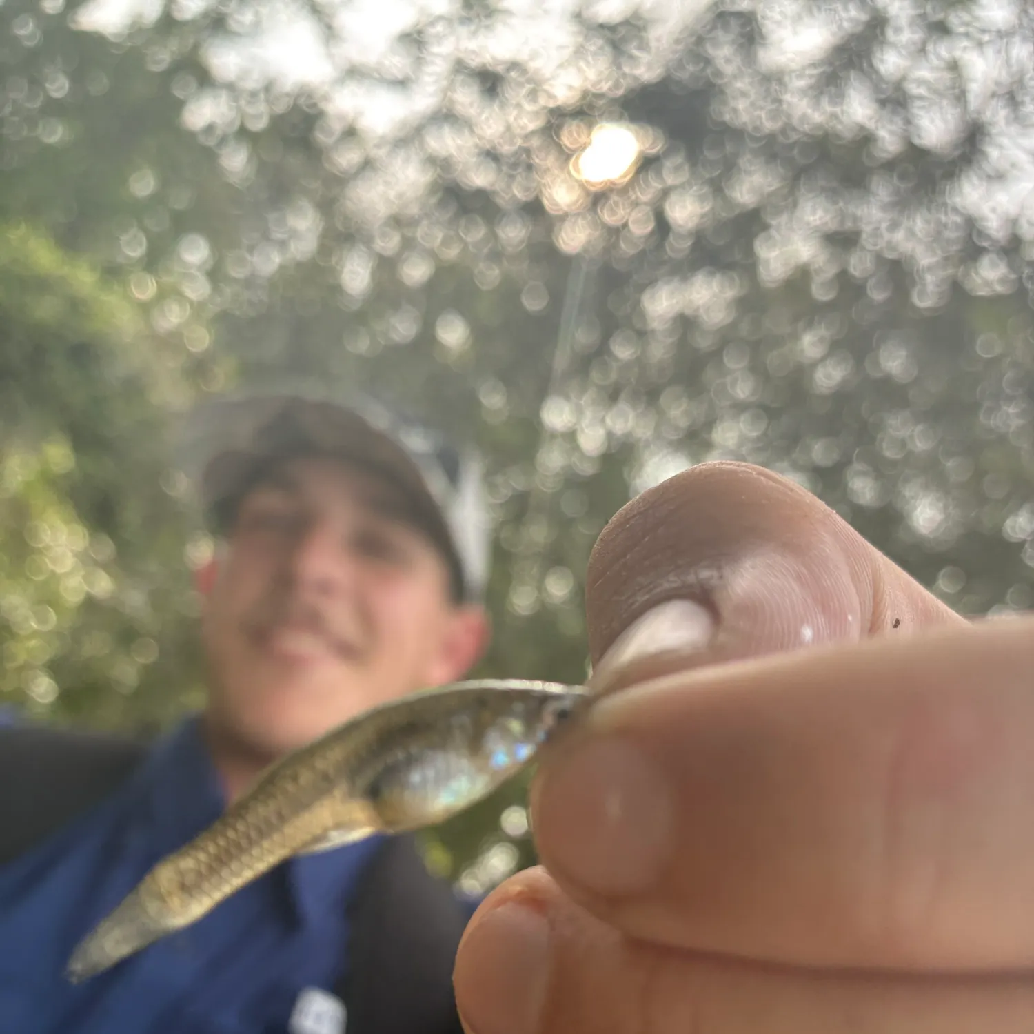 The most recent Golden topminnow catches on Fishbrain
