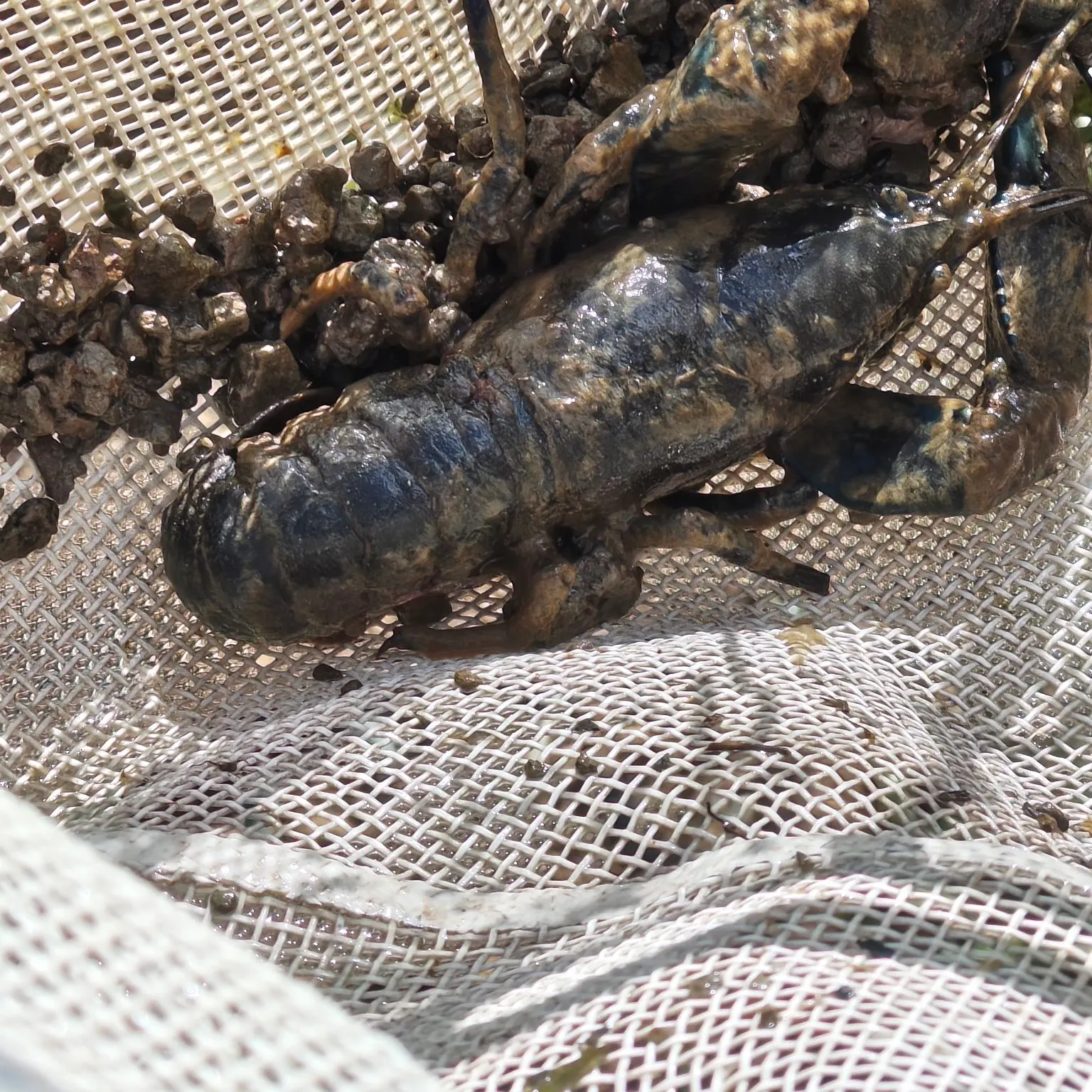 The most recent Rusty crayfish catches on Fishbrain