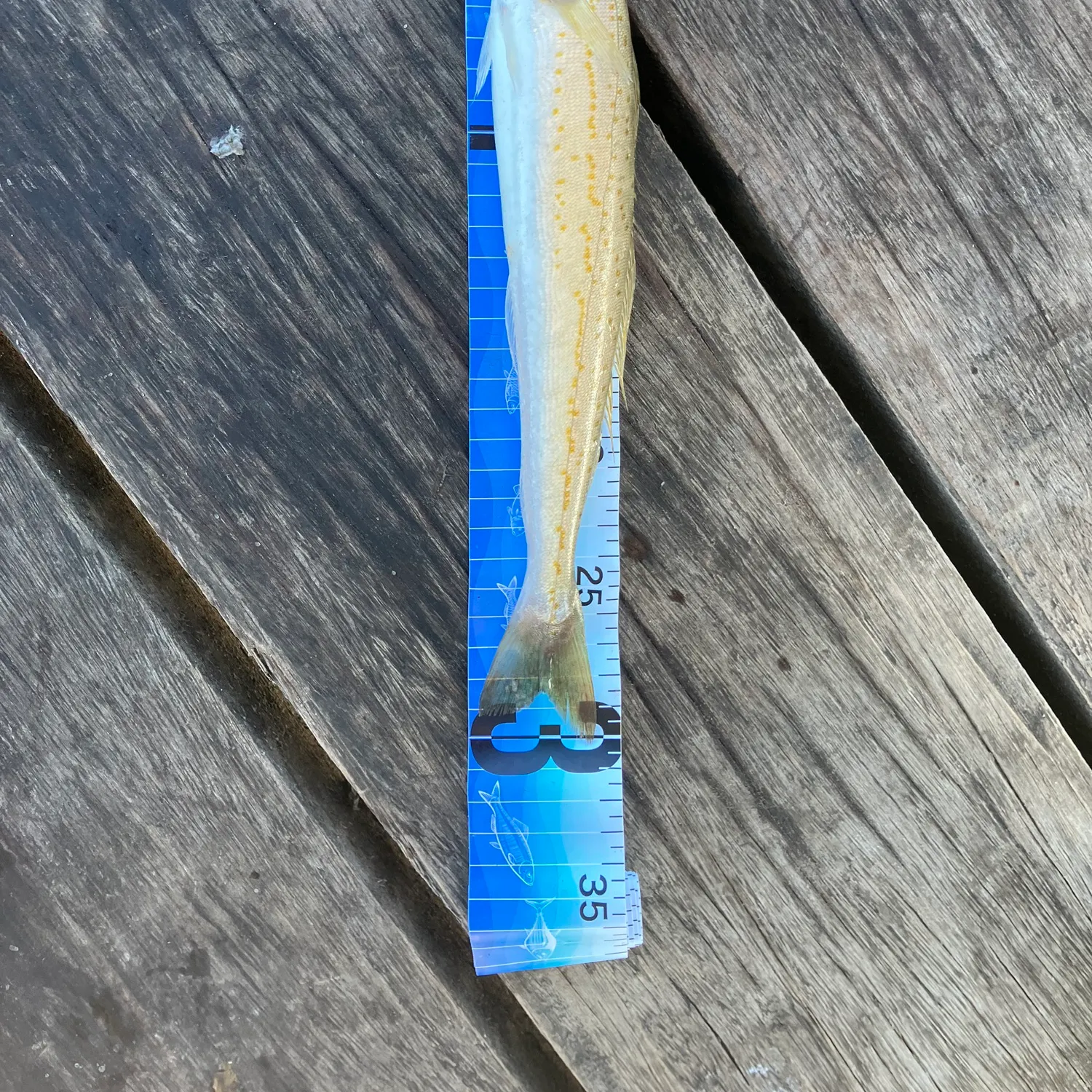 The most recent King George whiting catches on Fishbrain