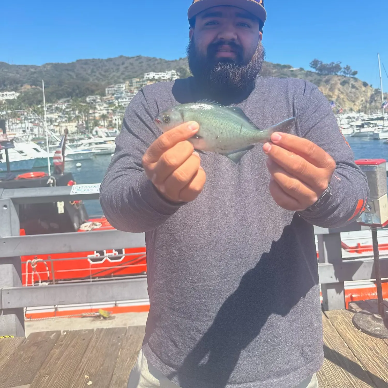 The most recent Halfmoon catches on Fishbrain