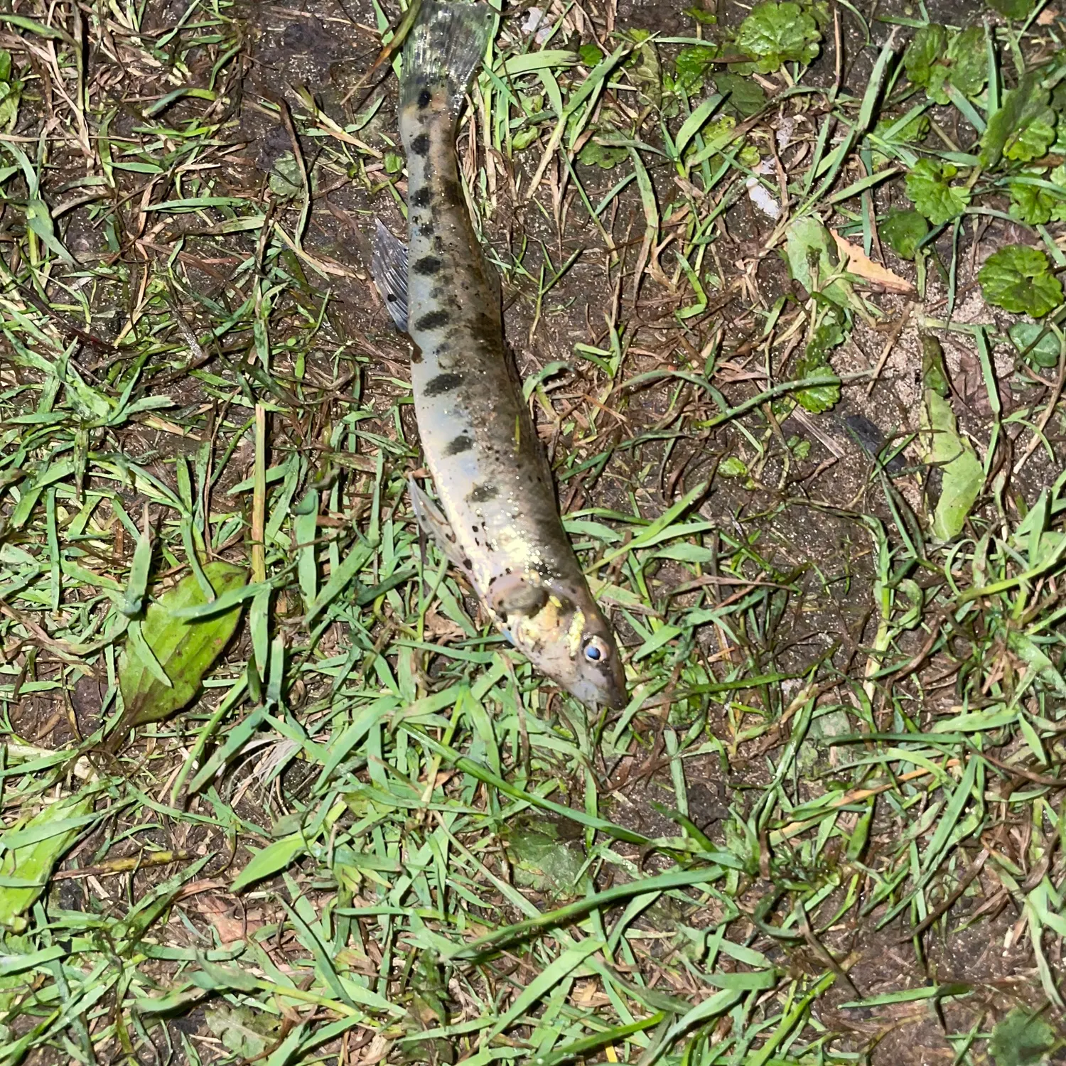 The most recent Chesapeake logperch catches on Fishbrain