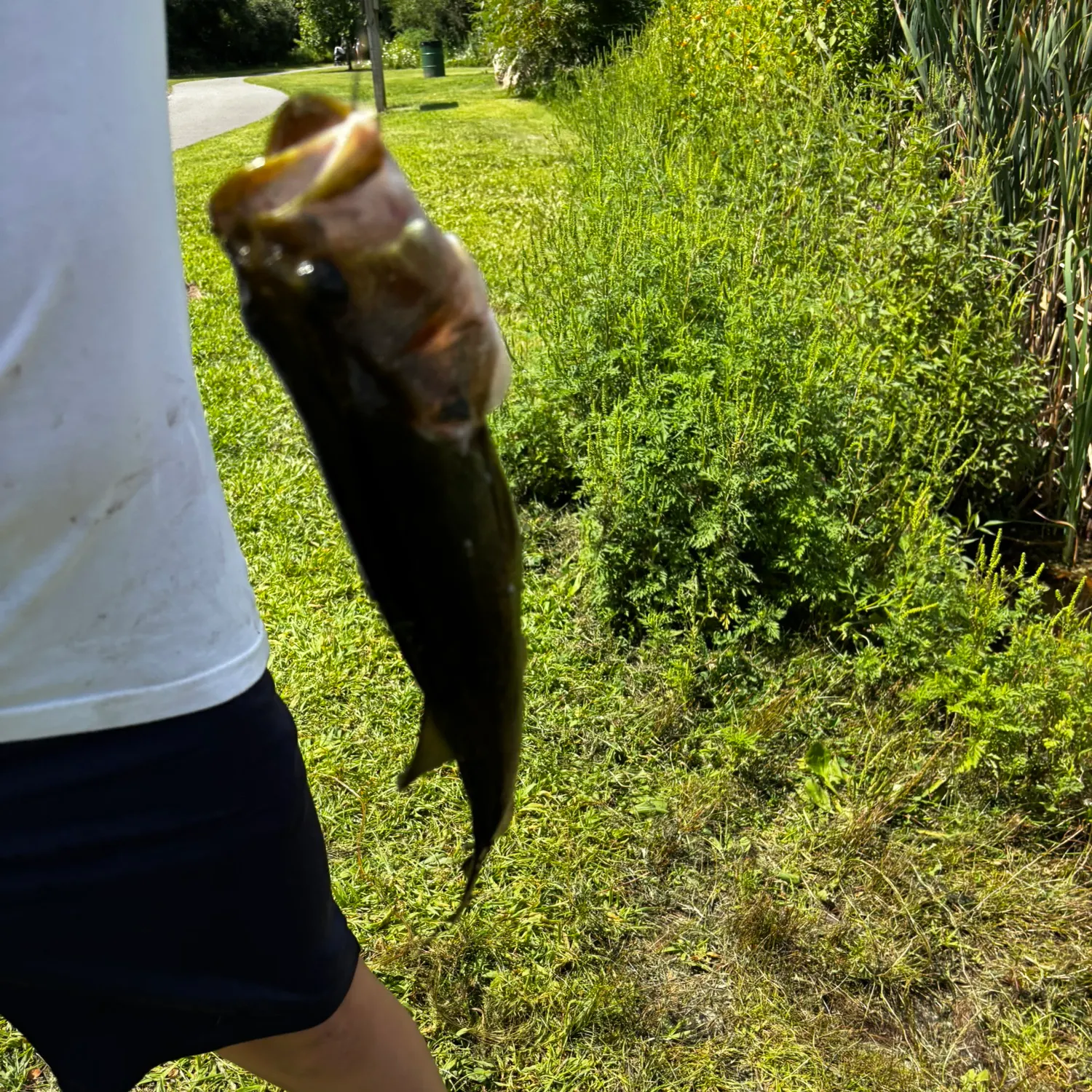 Fish caught on Fishbrain