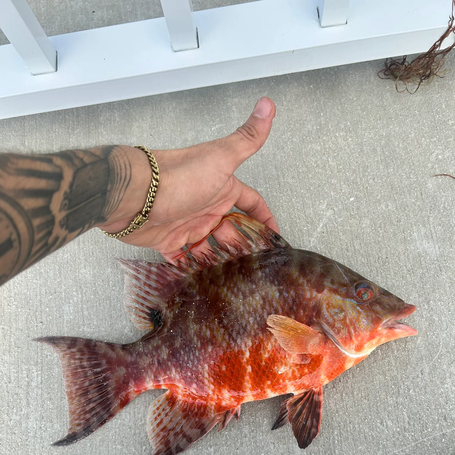 The most recent Hogfish catches on Fishbrain