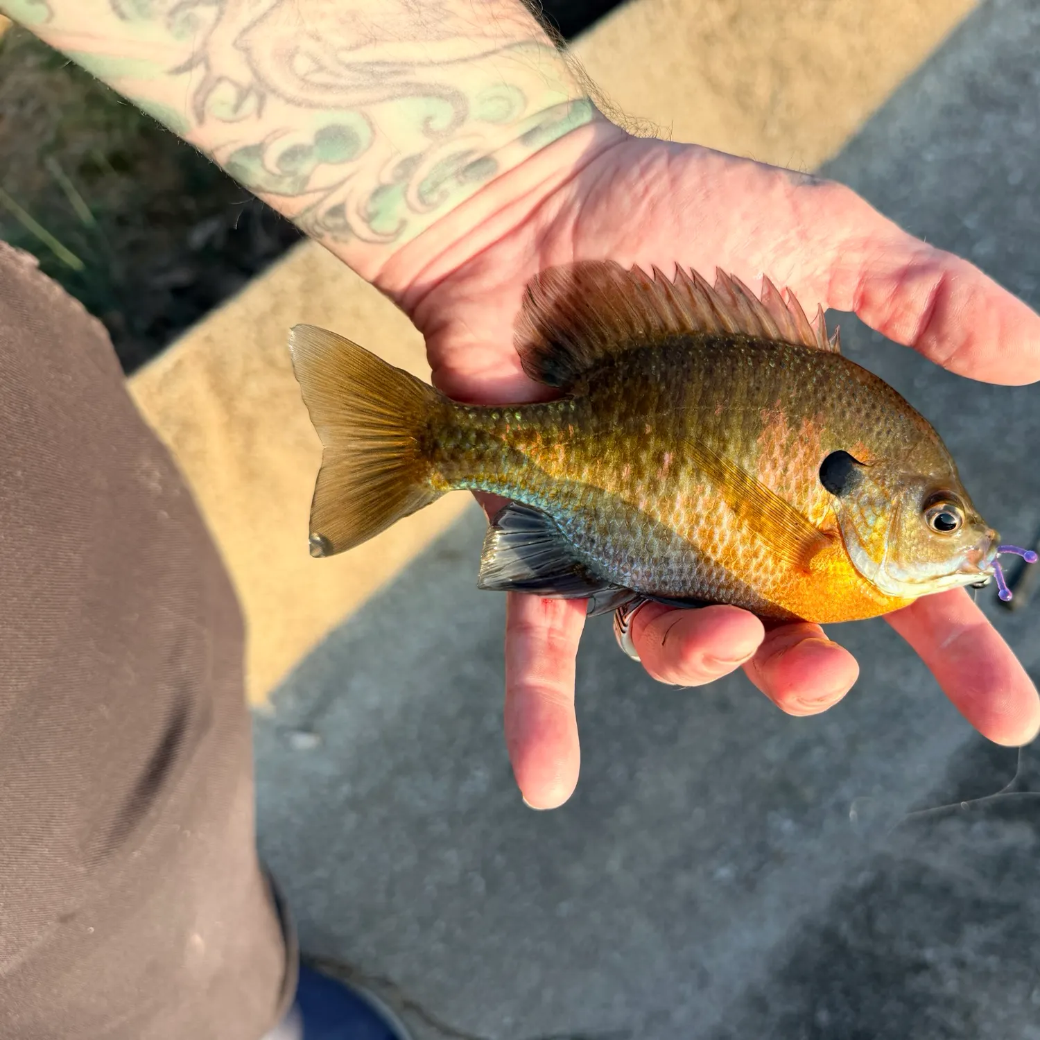 recently logged catches