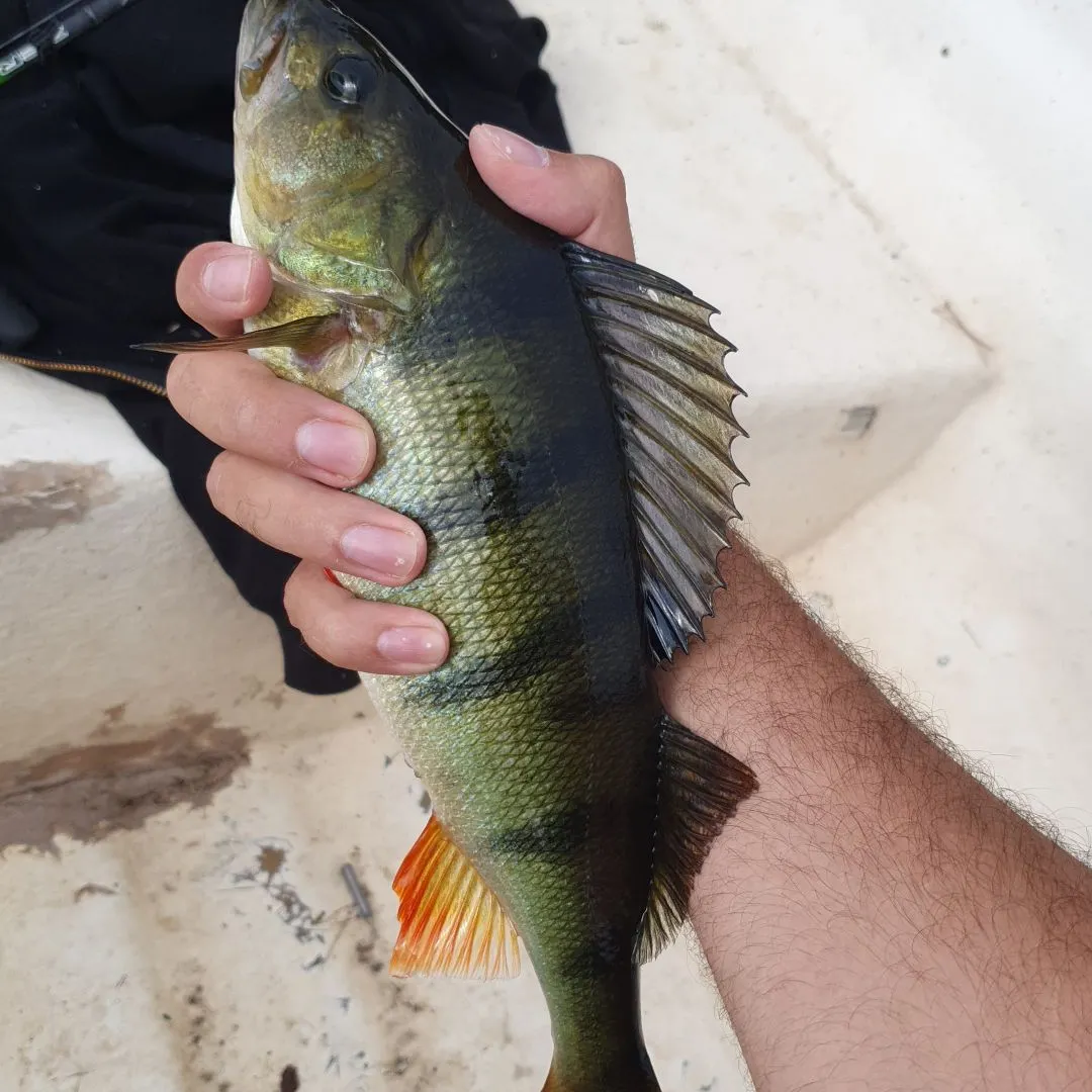 European perch caught on Fishbrain