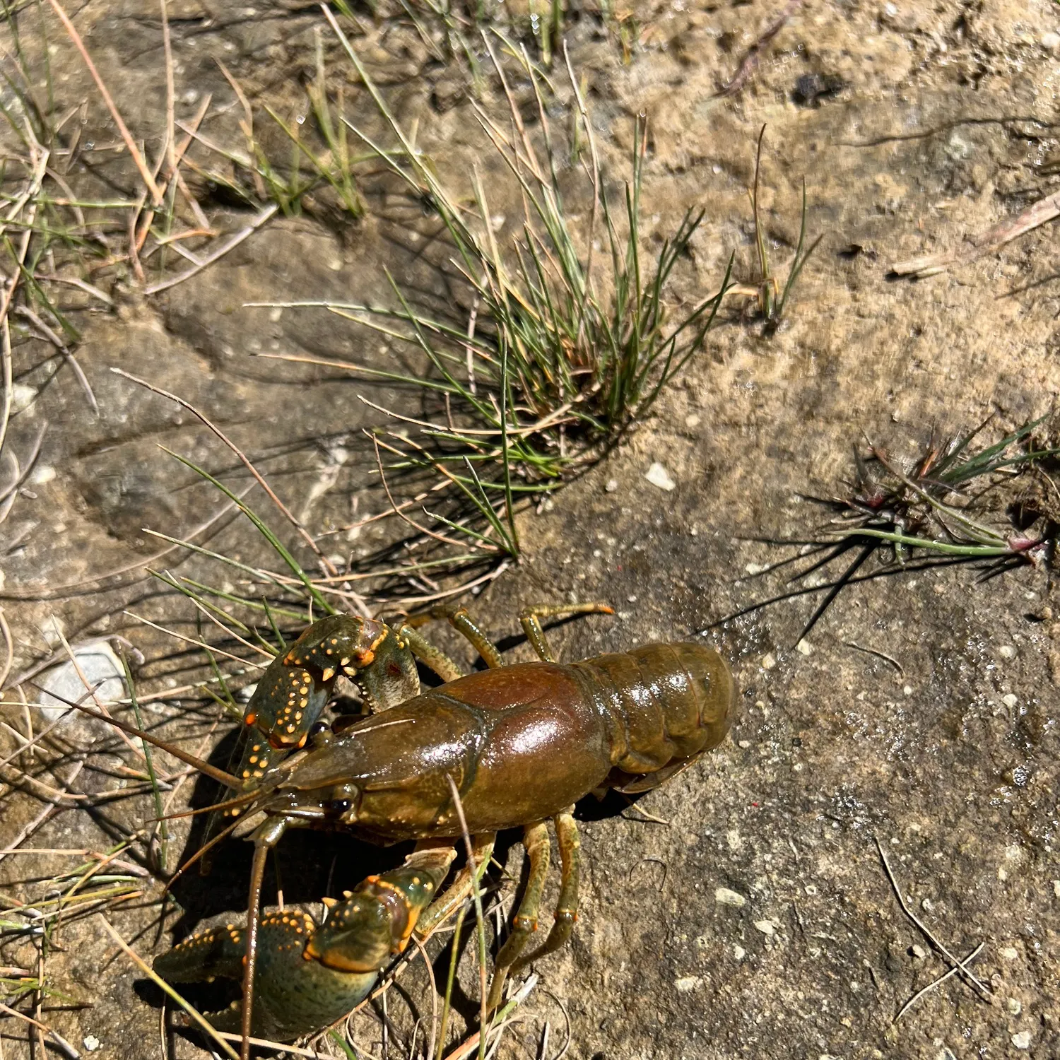 The most recent Rusty crayfish catches on Fishbrain