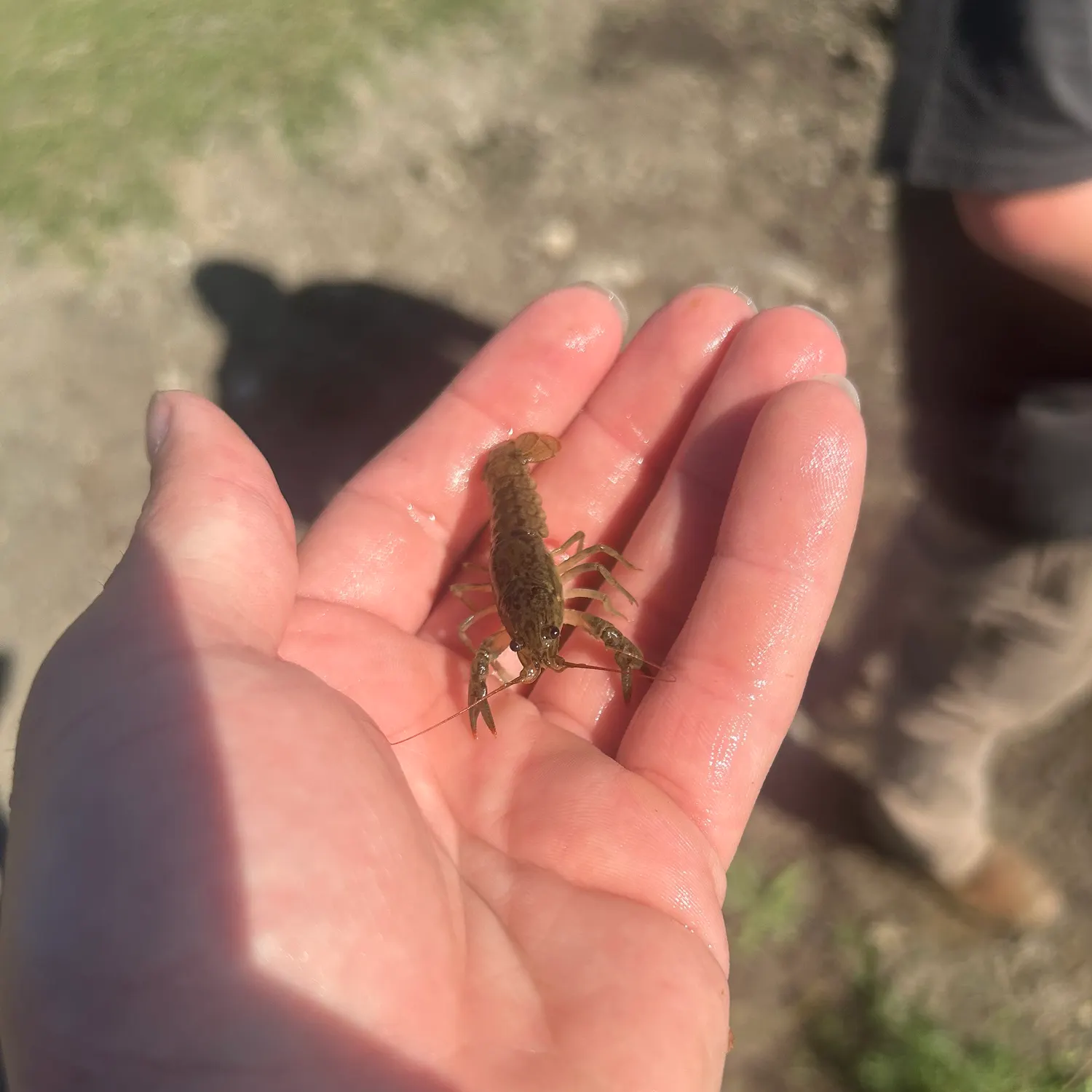 Rusty crayfish caught on Fishbrain