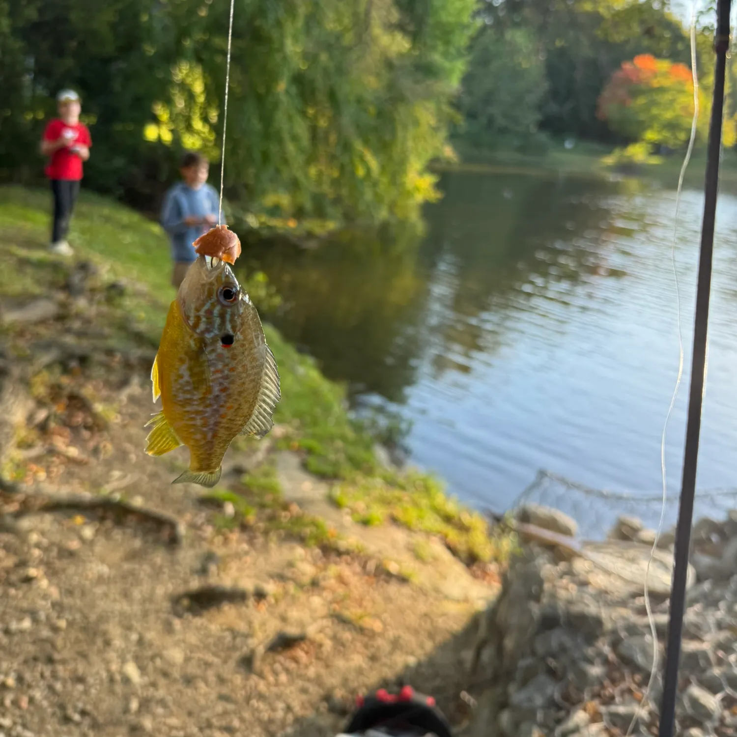 Pumpkinseed caught on Fishbrain