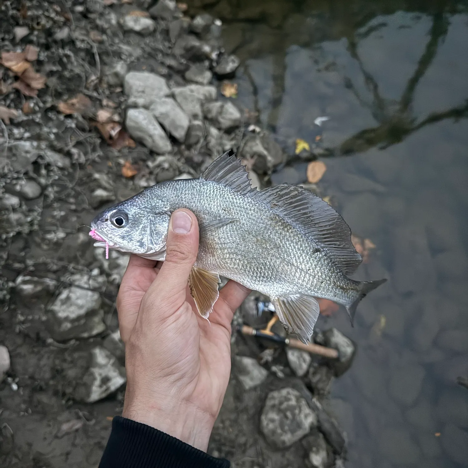 Freshwater drum caught on Fishbrain
