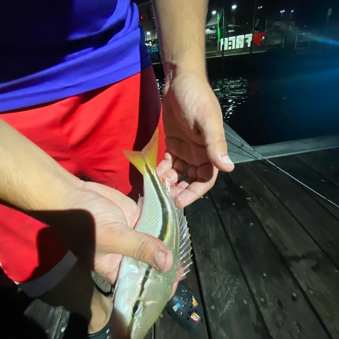 The most recent Striped whiptail catches on Fishbrain
