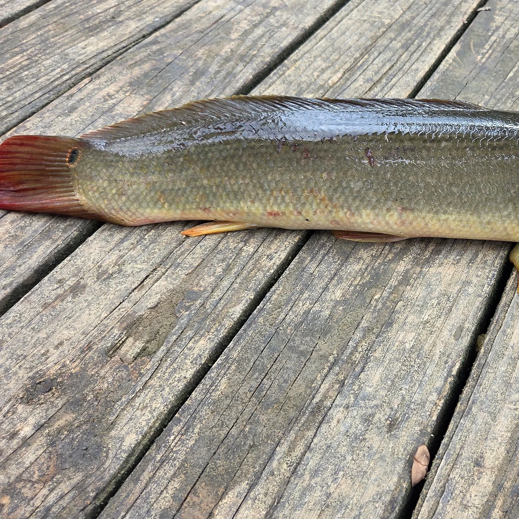 recently logged catches