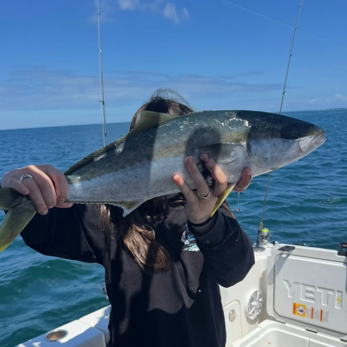 The most recent Southern yellowtail amberjack catches on Fishbrain