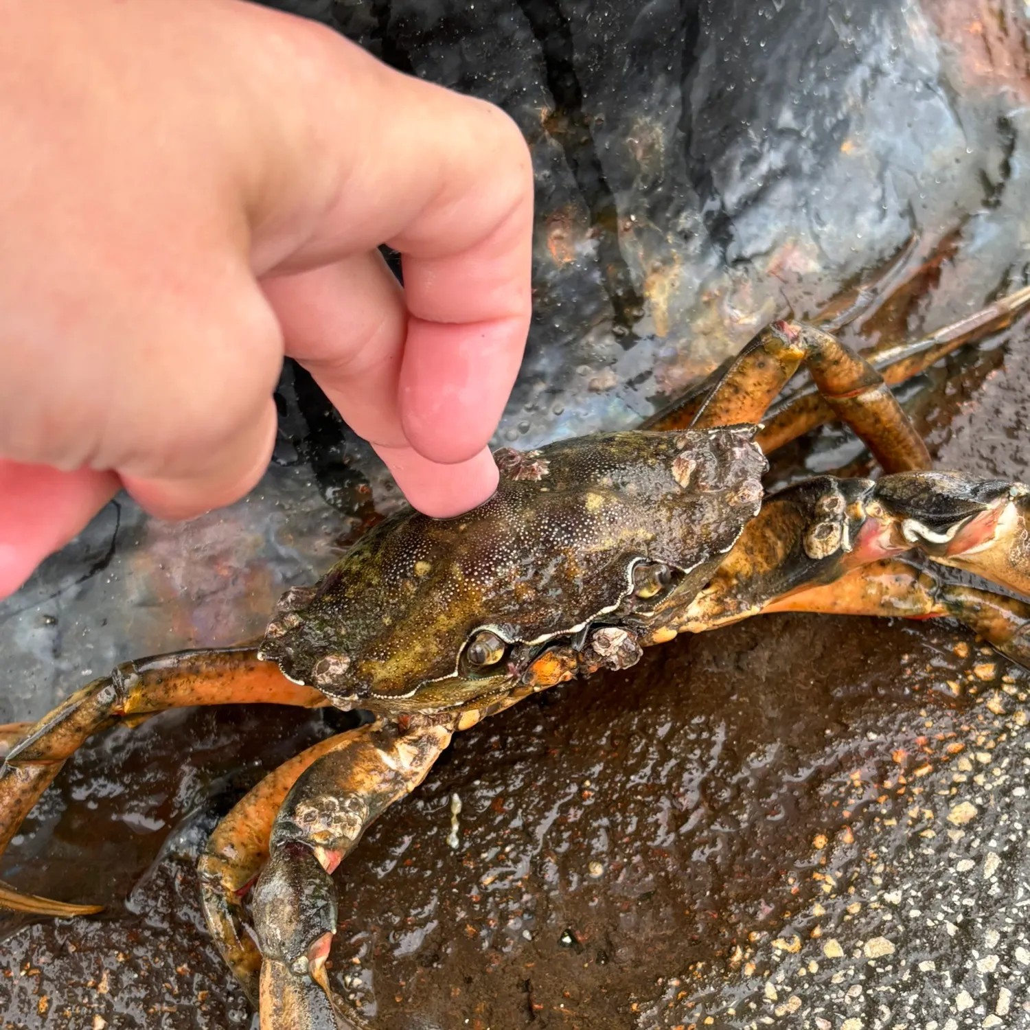 The most recent Atlantic rock crab catches on Fishbrain