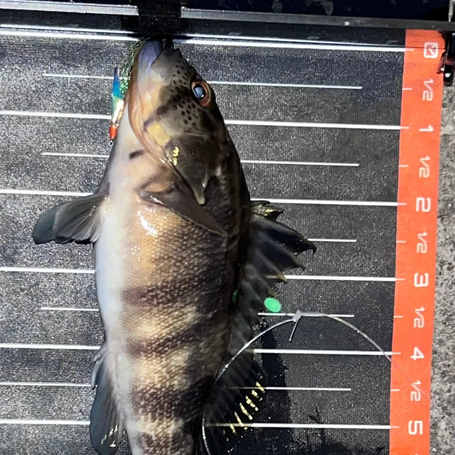 recently logged catches