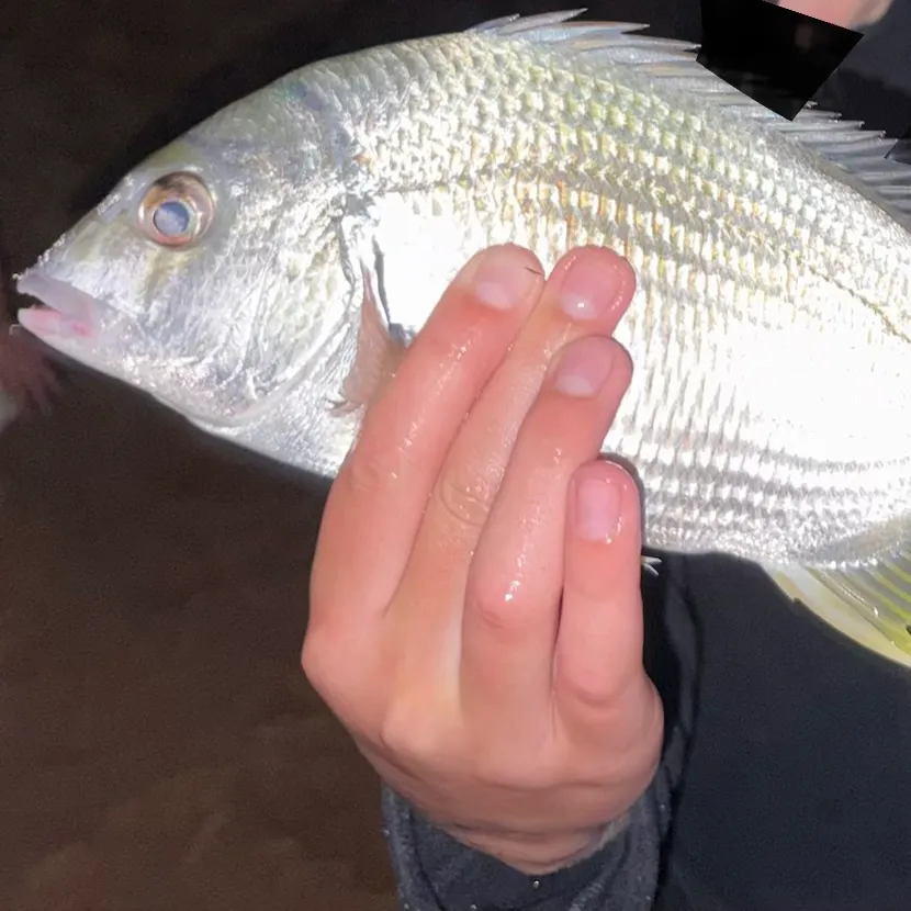 Surf bream caught on Fishbrain