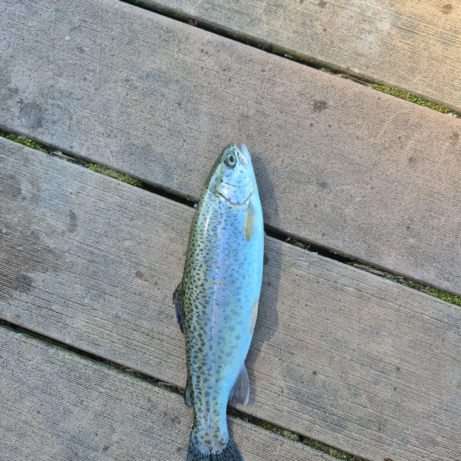 The most recent Rainbow trout catches on Fishbrain