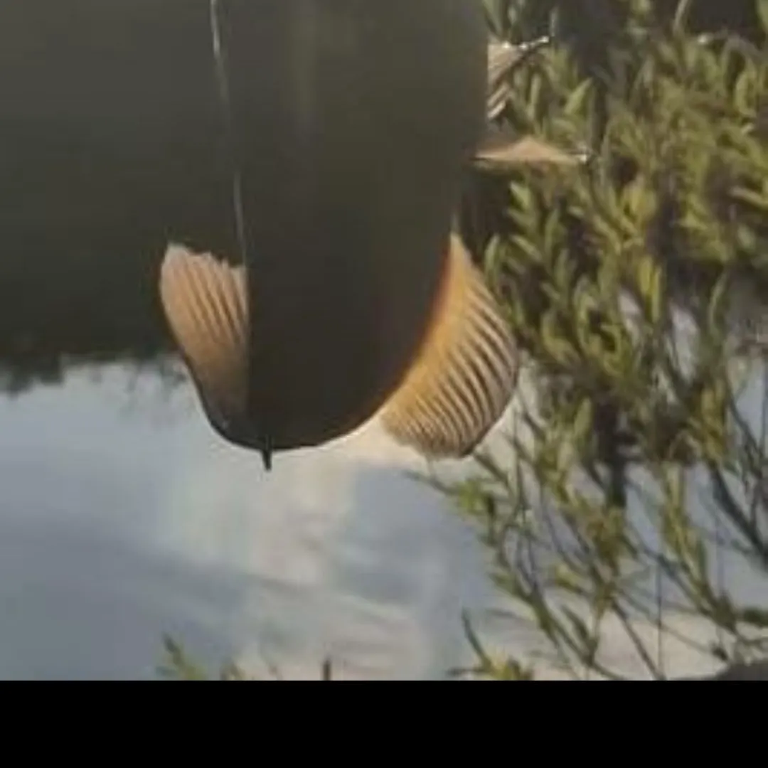 European seabass caught on Fishbrain