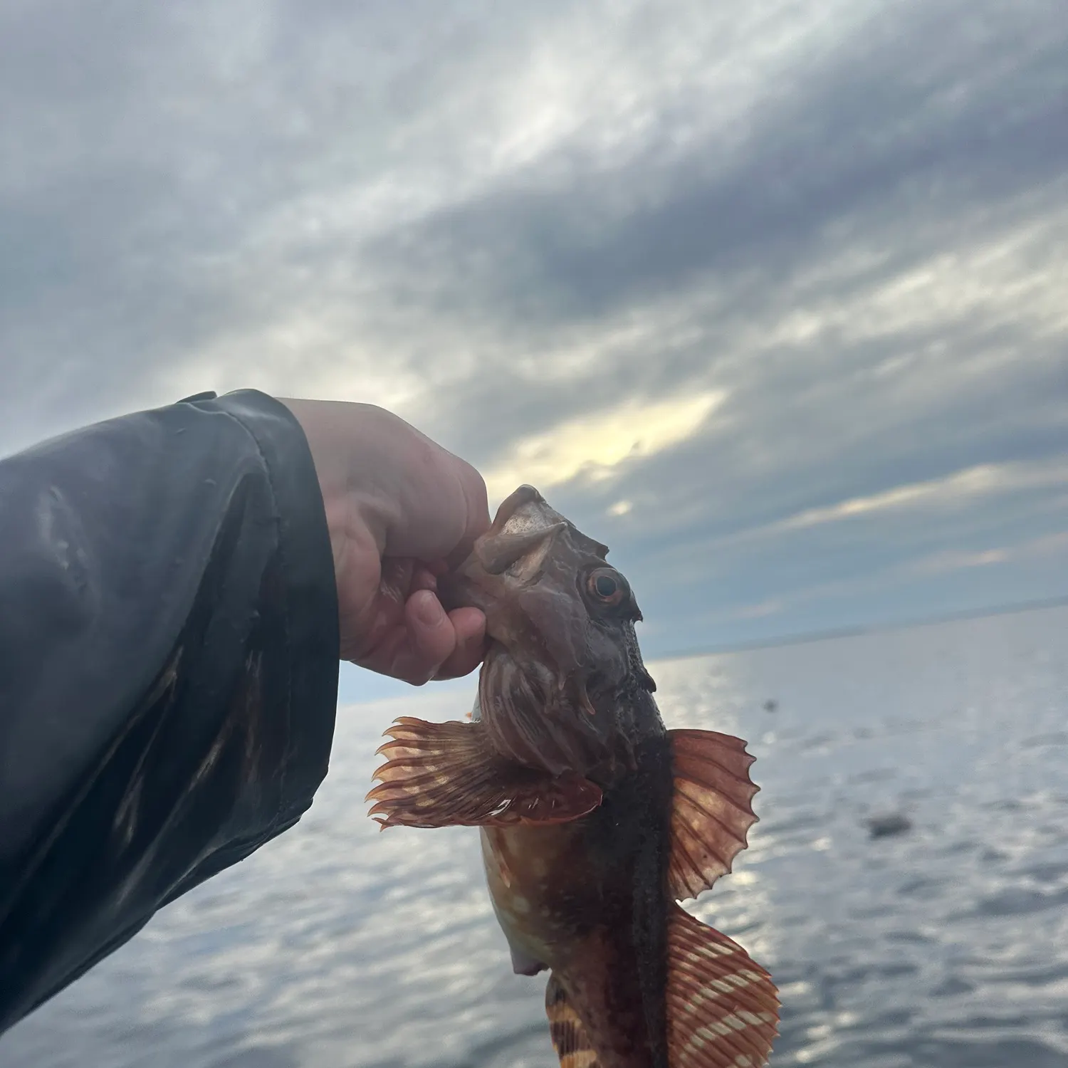 The most recent Shorthorn sculpin catches on Fishbrain
