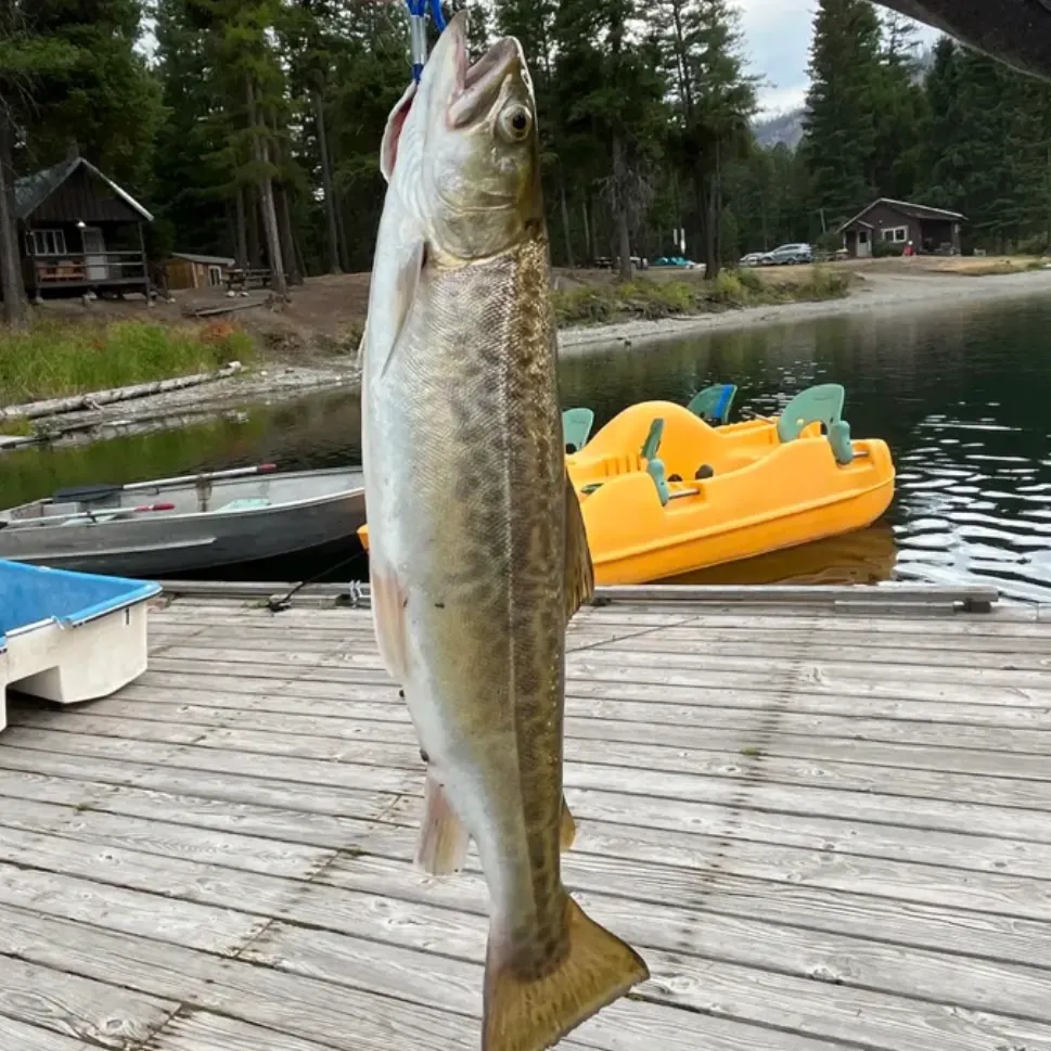 Tiger trout caught on Fishbrain