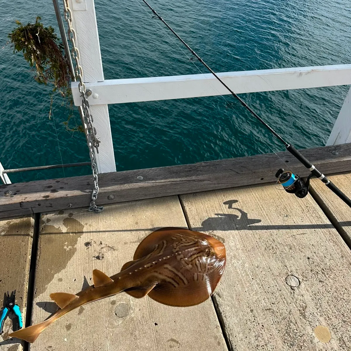 The most recent Southern fiddler catches on Fishbrain