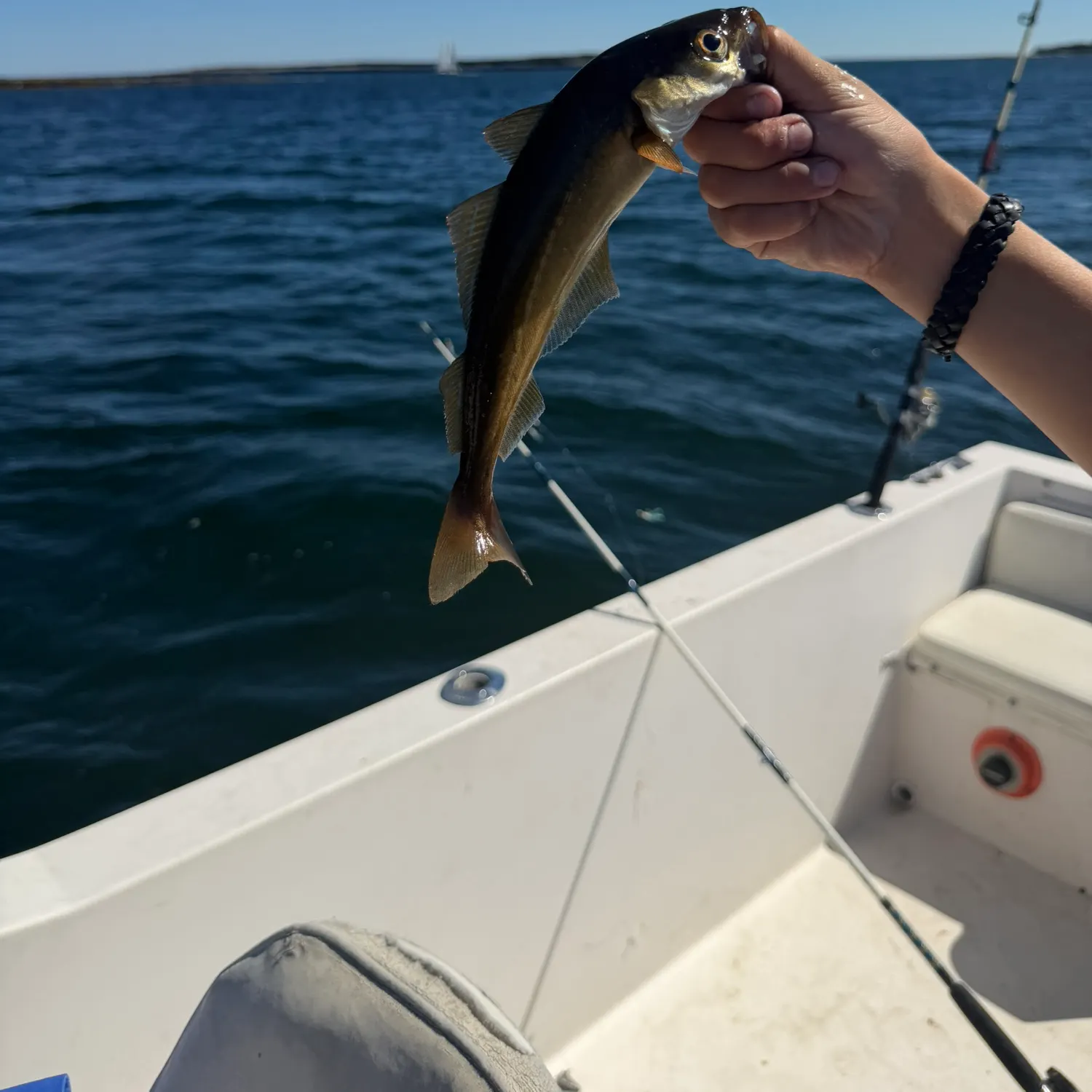 Atlantic pollock caught on Fishbrain