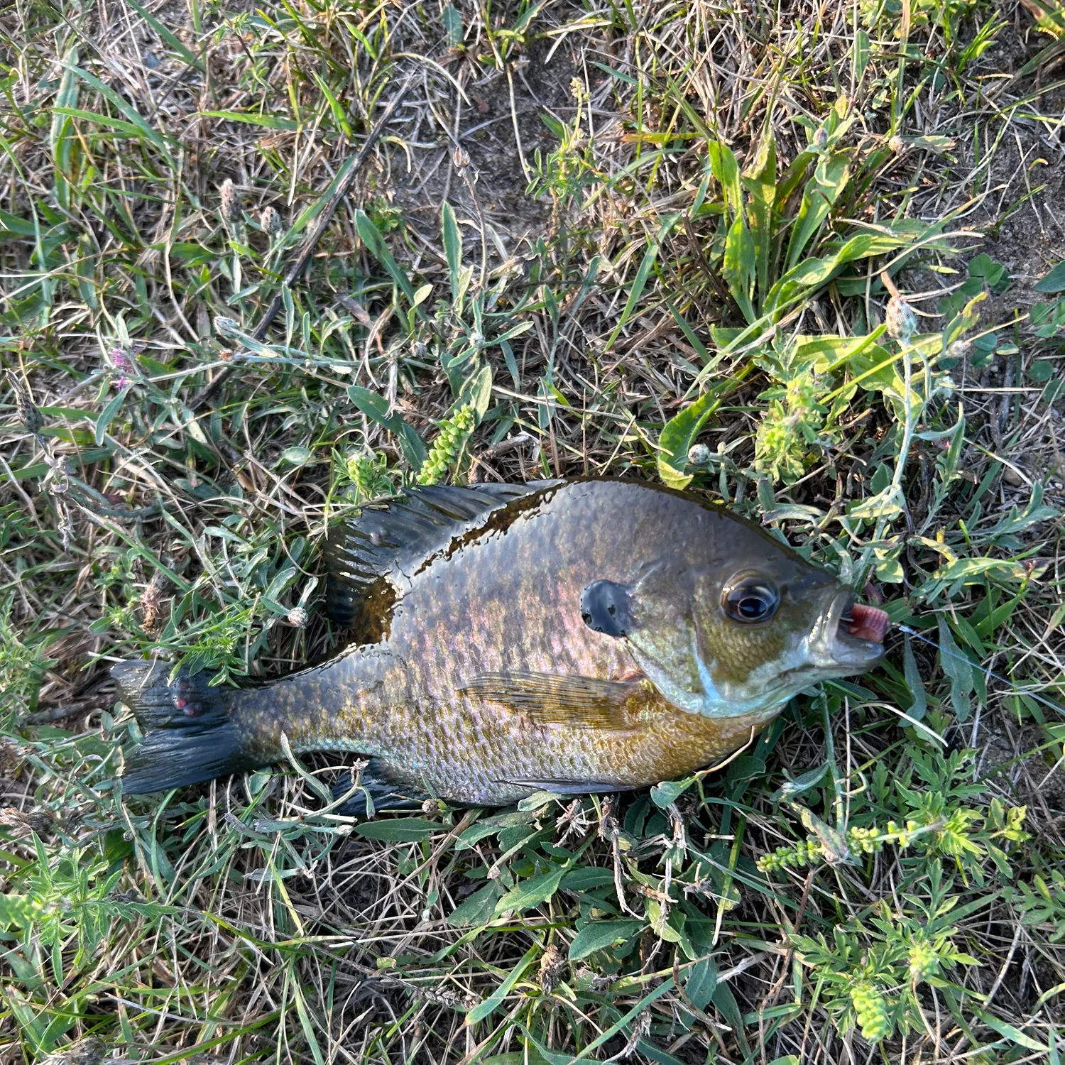 Bluegill caught on Fishbrain