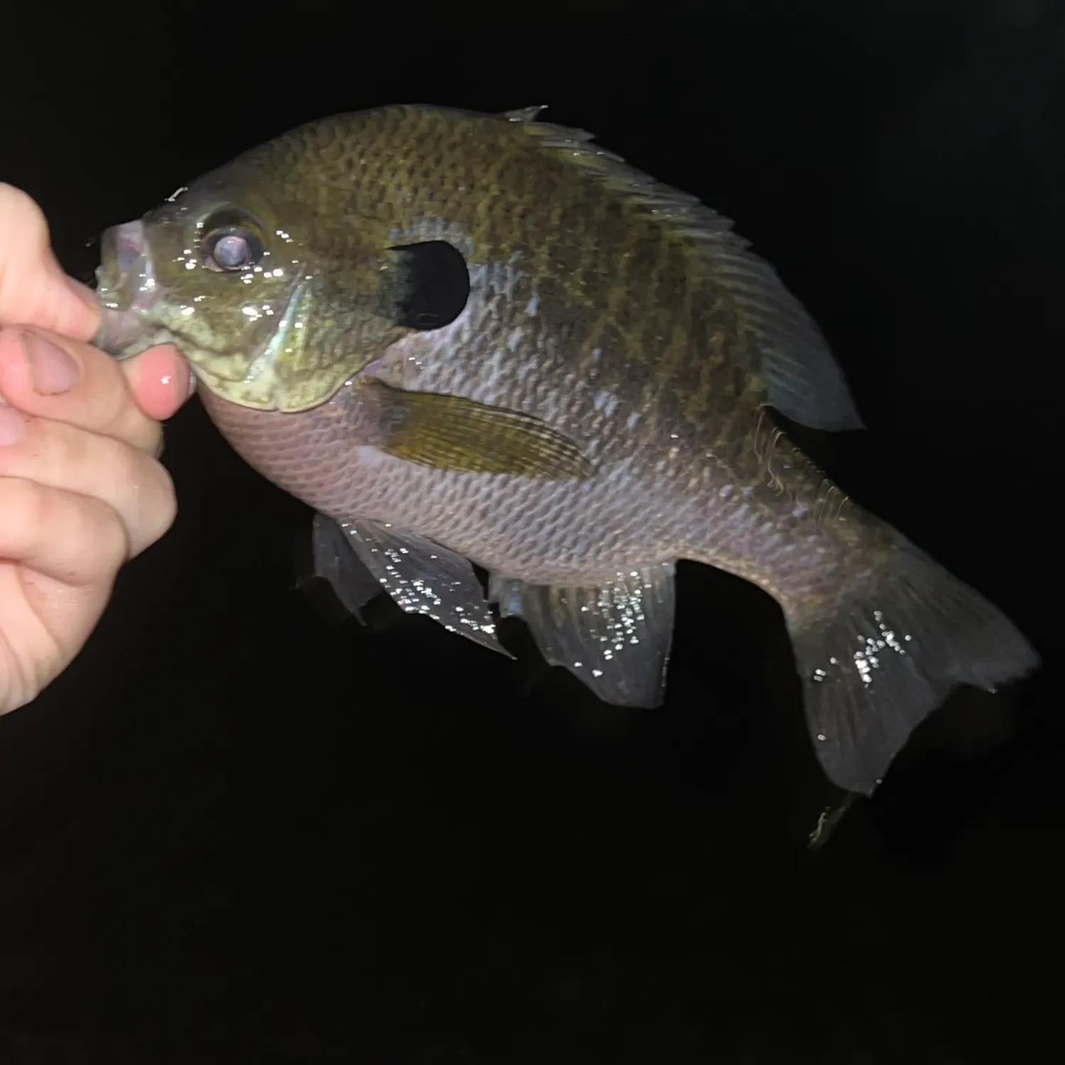 Bluegill caught on Fishbrain