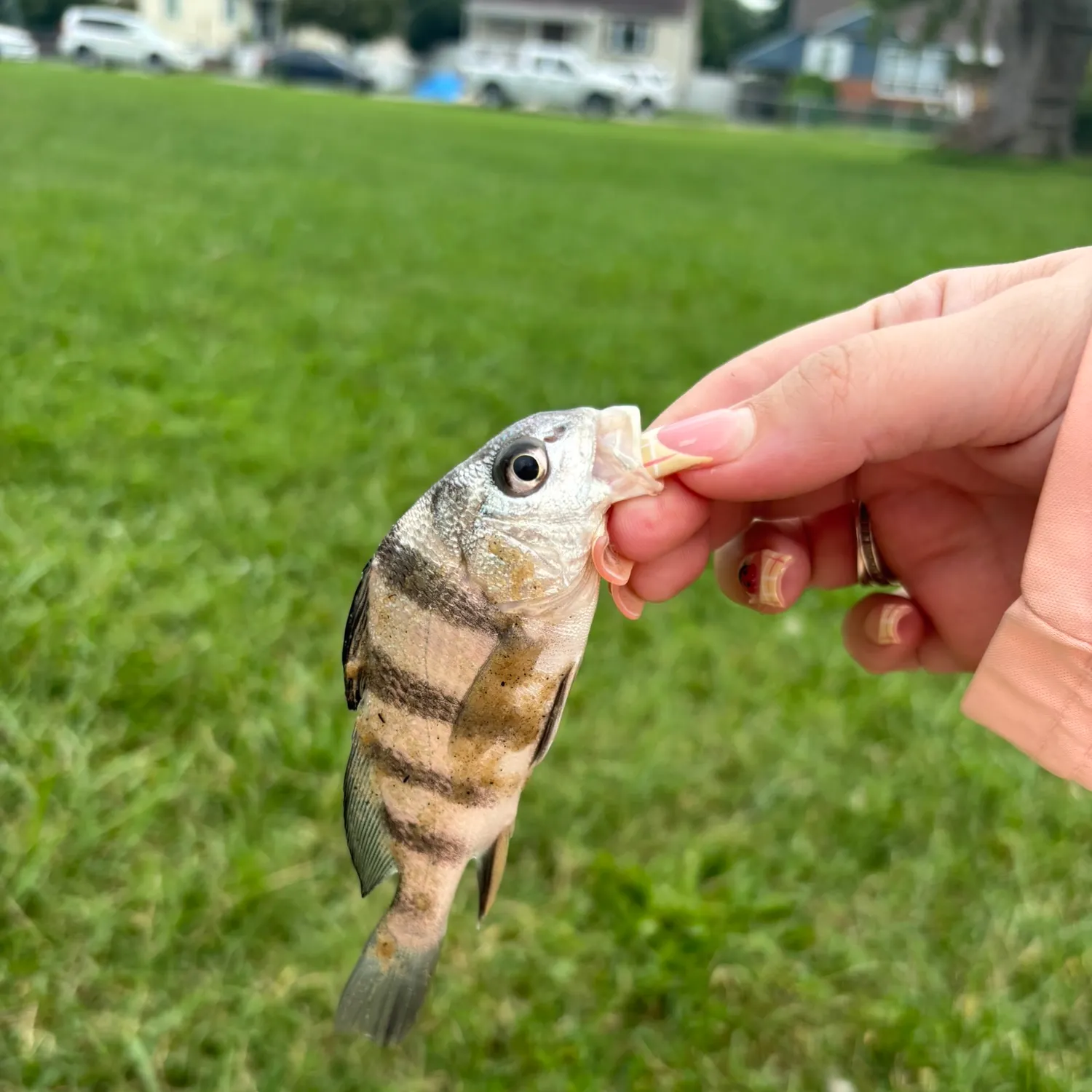 Black drum caught on Fishbrain