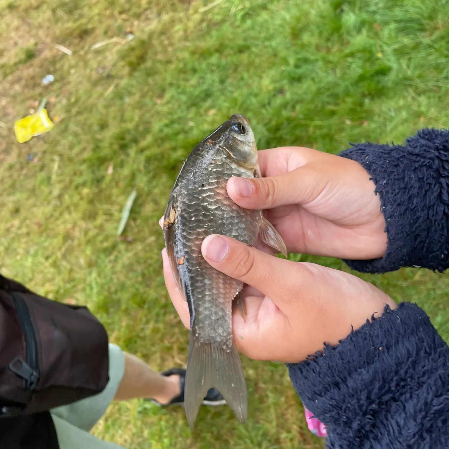 The most recent Crucian carp catches on Fishbrain