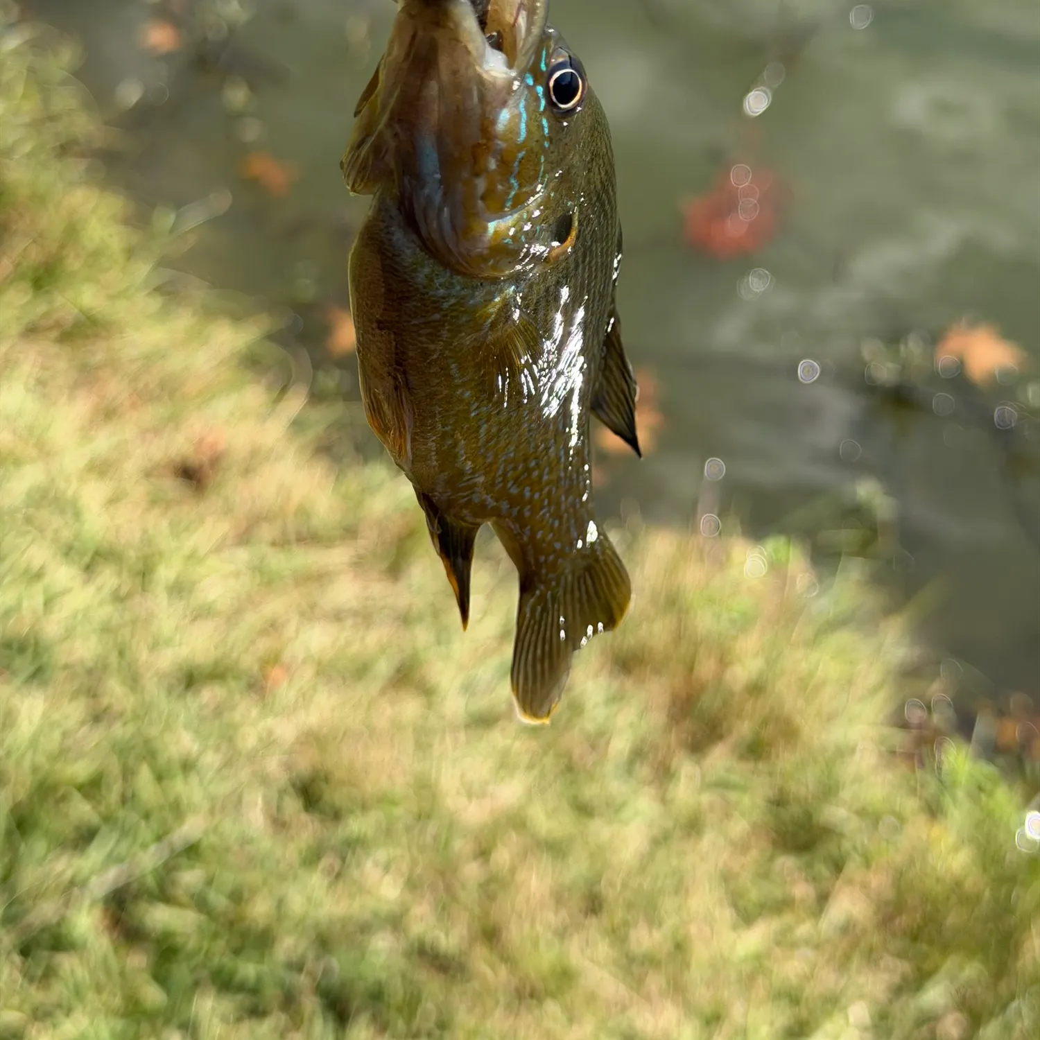 Green sunfish caught on Fishbrain