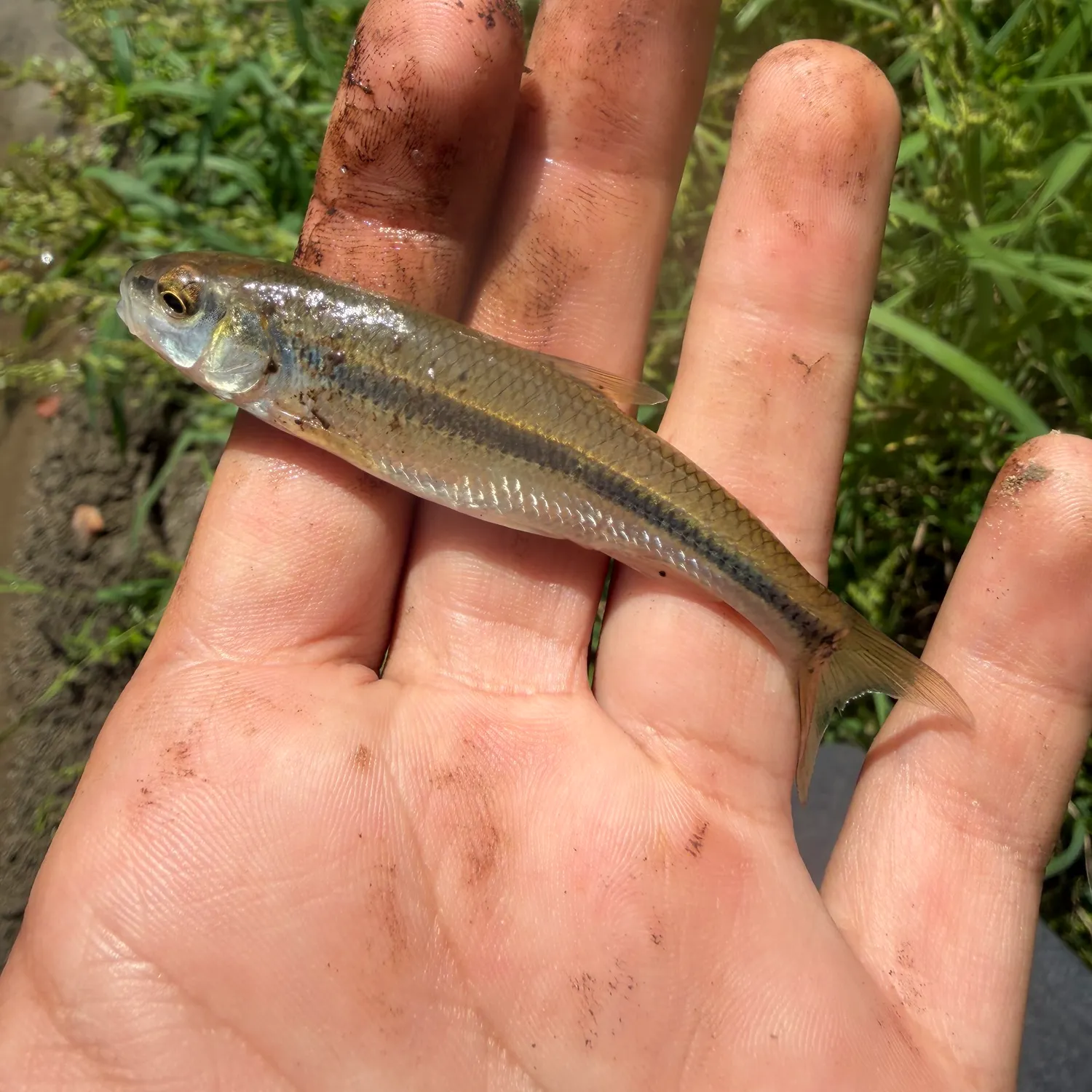 Bluntnose minnow caught on Fishbrain