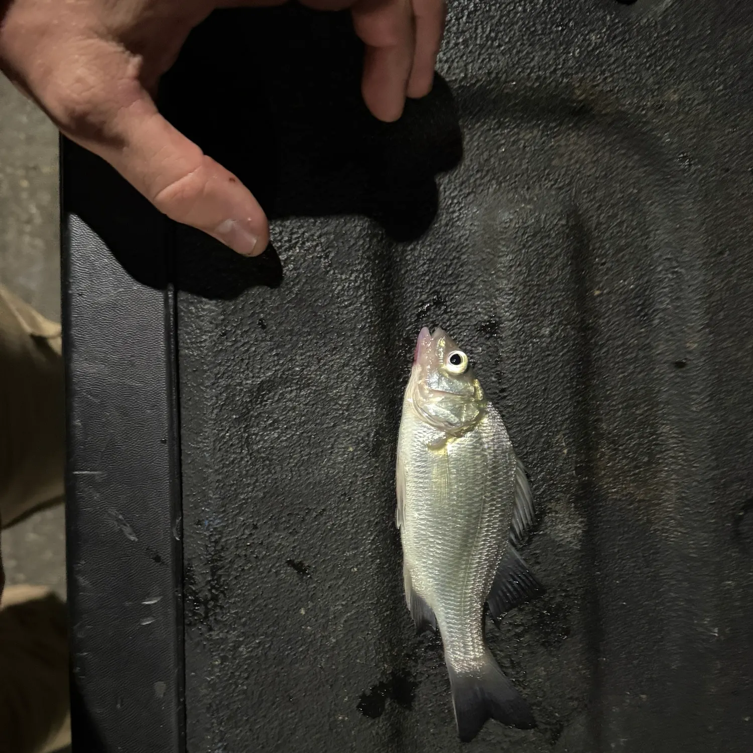 White perch caught on Fishbrain
